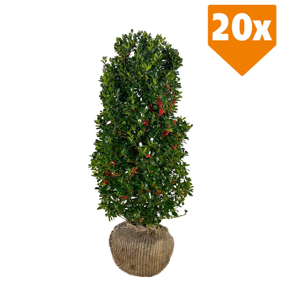 Stechpalme Ilex merservae Heckenfee H 80 - 100 cm, 20 Stück