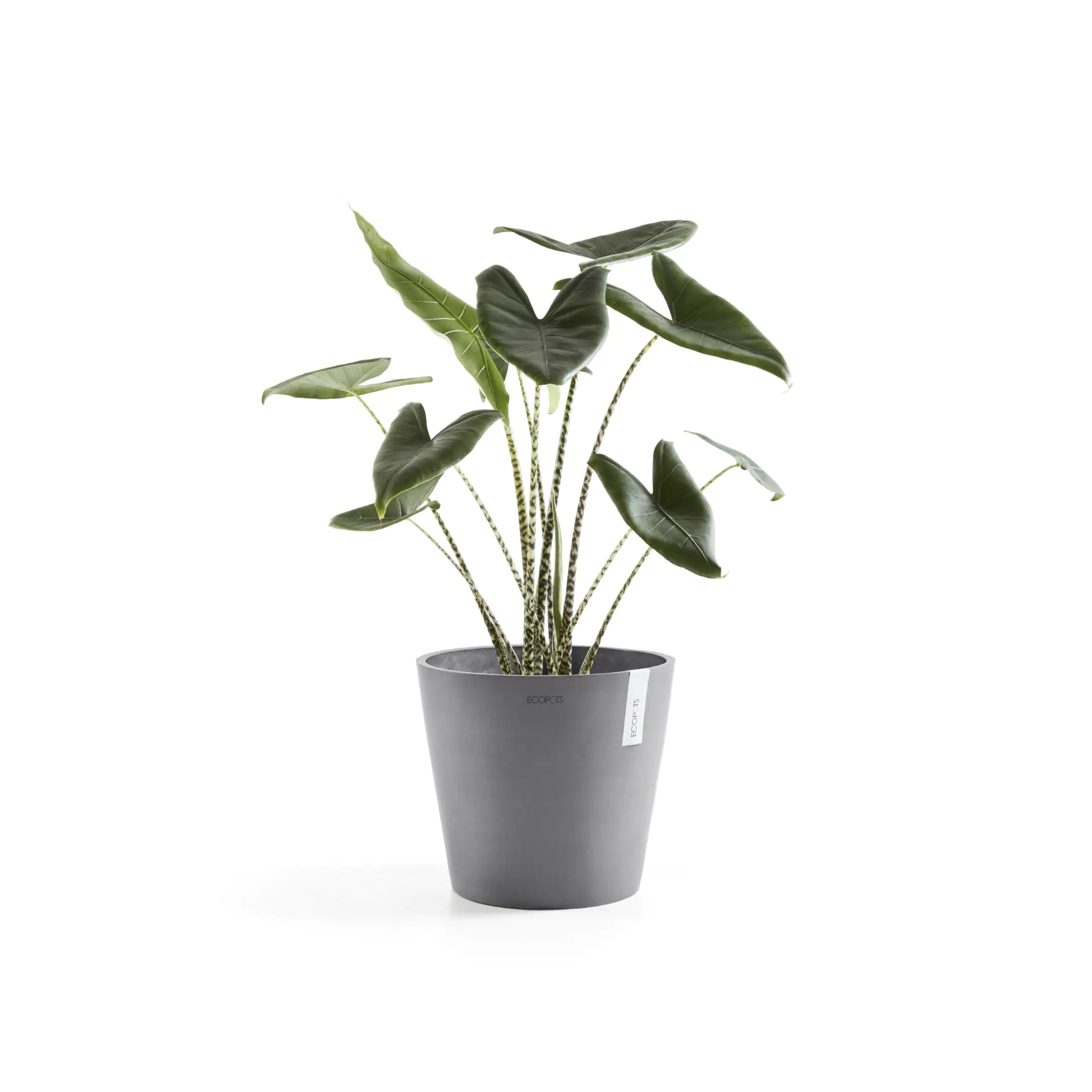 Ecopots Pflanztopf Amsterdam Ø 30 x 26 cm grau Ecopots Pflanztopf Amsterdam Ø 30 x 26 cm grau