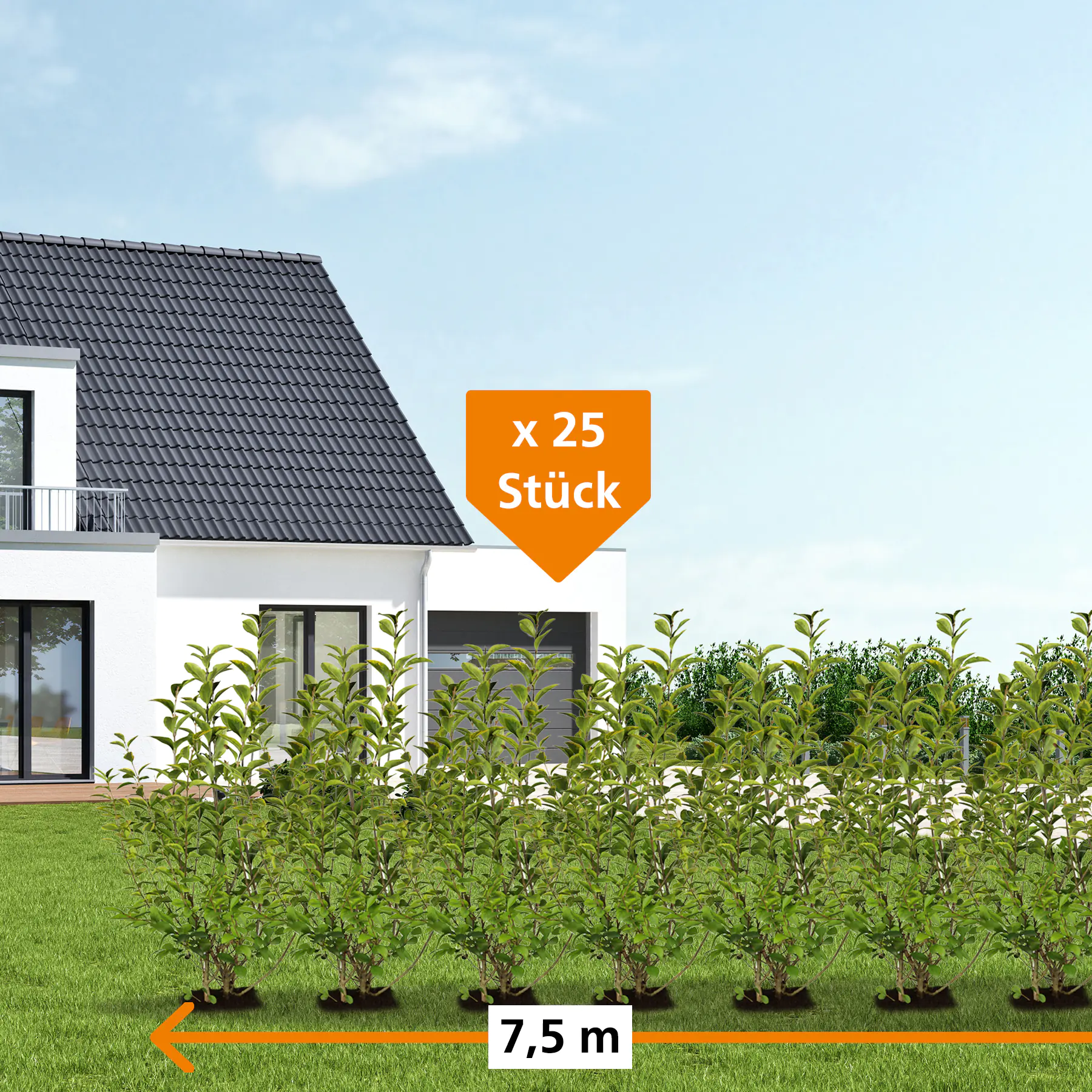 Ovalblättriger Liguster Ligustrum ovalivolium H 175 - 200 cm, 25 Stück