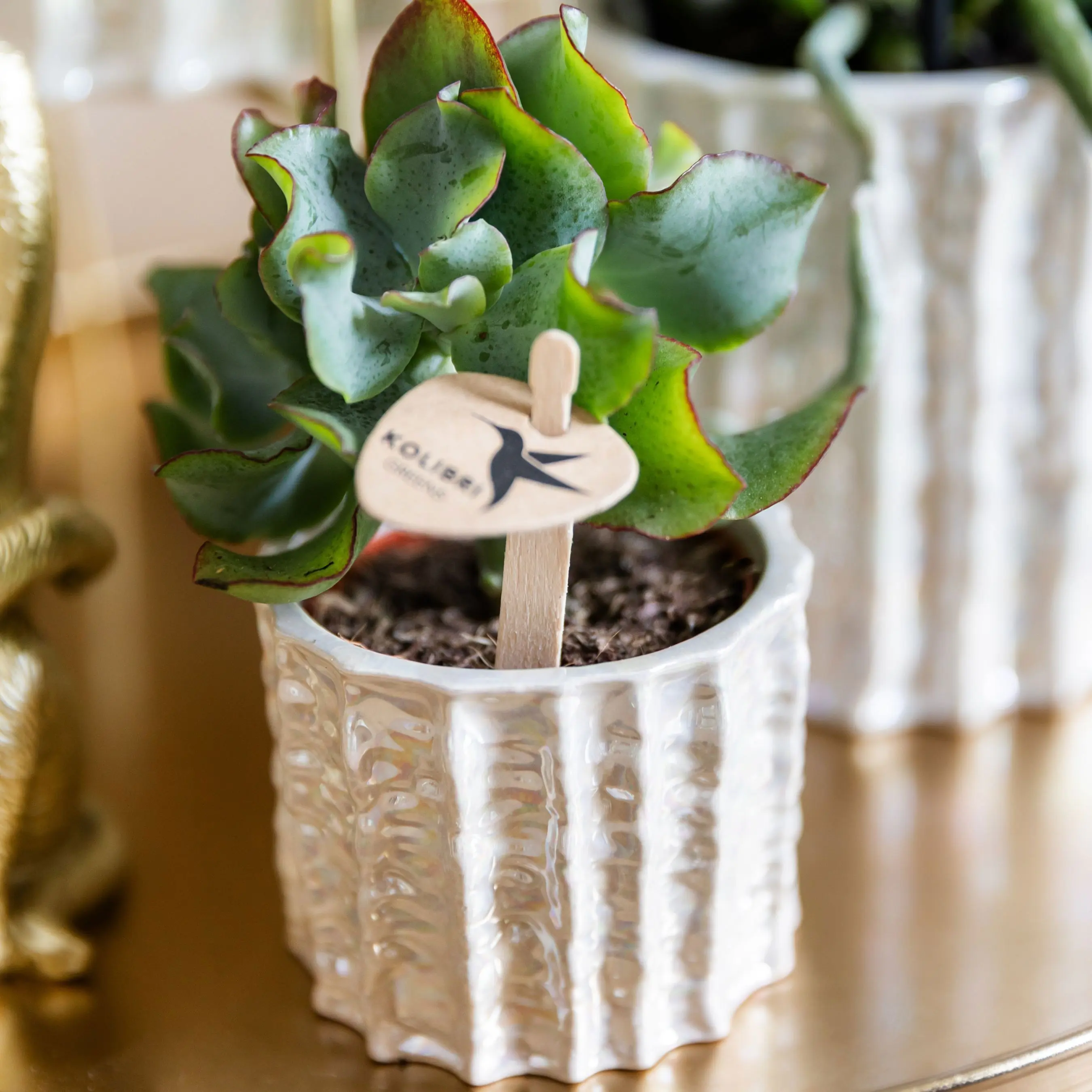 Kolibri Home Übertopf Oyster Keramik Ø 6 x 6 cm weiß