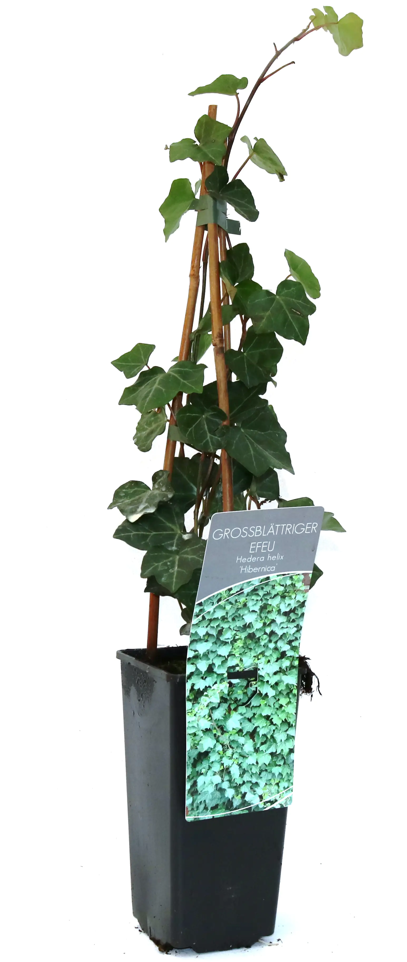 Großblättrige Efeu 2 L Eckcontainer