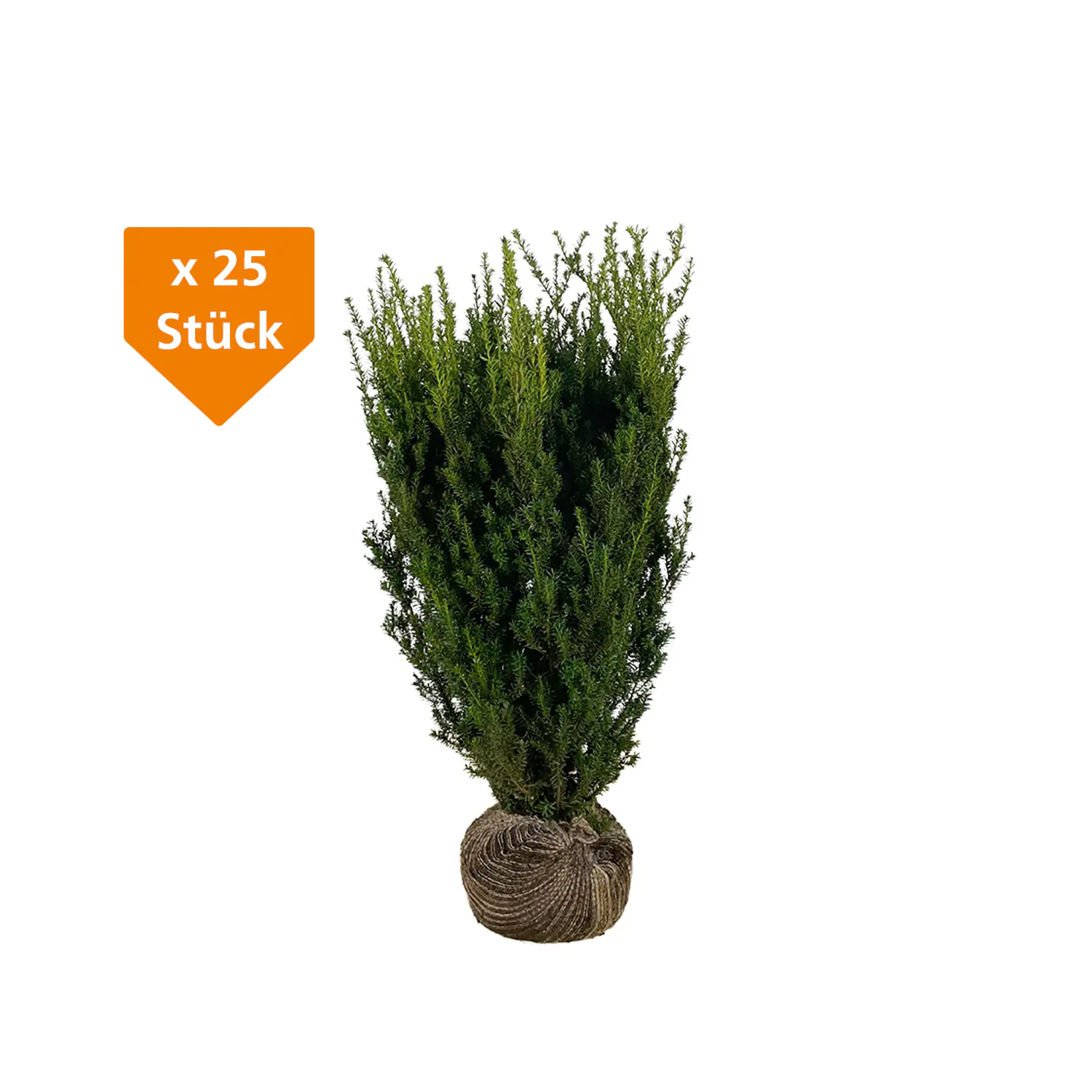Bechereibe Hilli Taxus media hillii H 80 - 100 cm, 25 Stück