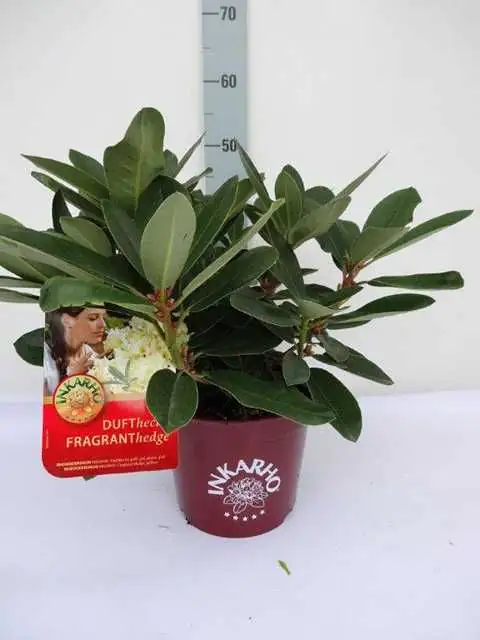 Rhododendron INKARHO ® gelbe Dufthecke 5 l Container