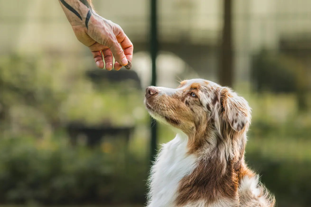 L&S Hundesnack Rinderrute natur 200 g