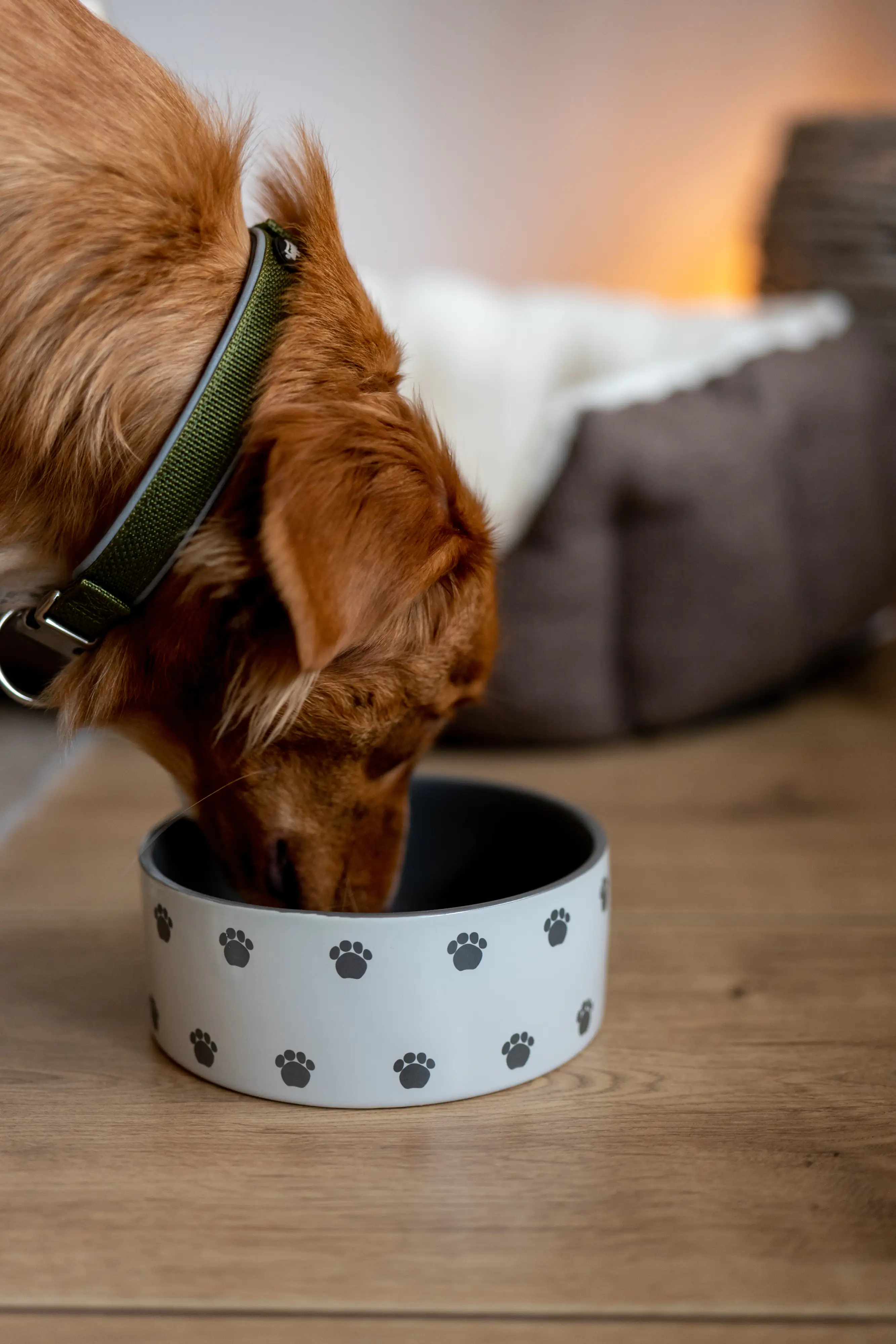 Nobby Hunde Keramiknapf PATA creme grau Ø 12 x 4,5 cm 250 ml