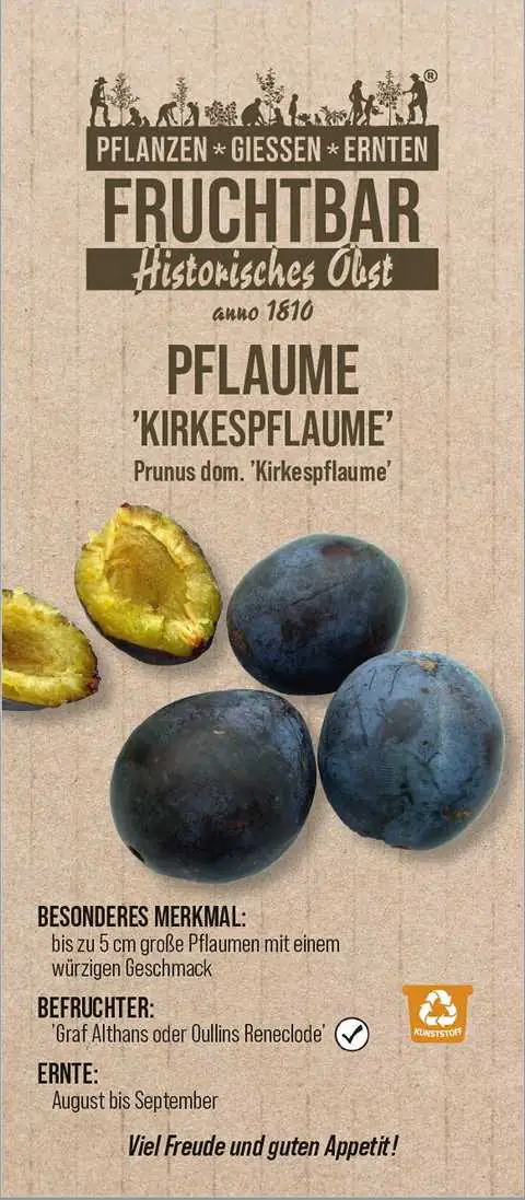 Stadt Ernte Bio Obstbaum Pflaume Kirkespflaume H 150 cm 29 cm Topf