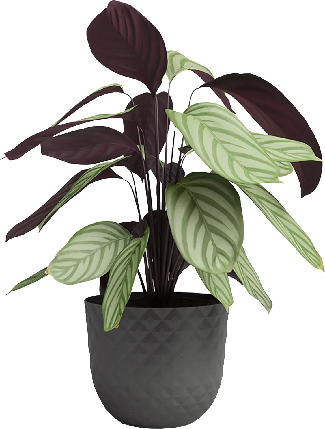 Artevasi Pflanztopf Havana Tropical Kunststoff schlammgrau matt Ø 20 x 17 cm