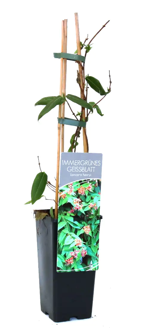 Immergrünes Geißblatt Lonicera henryi 2 L Eckcontainer