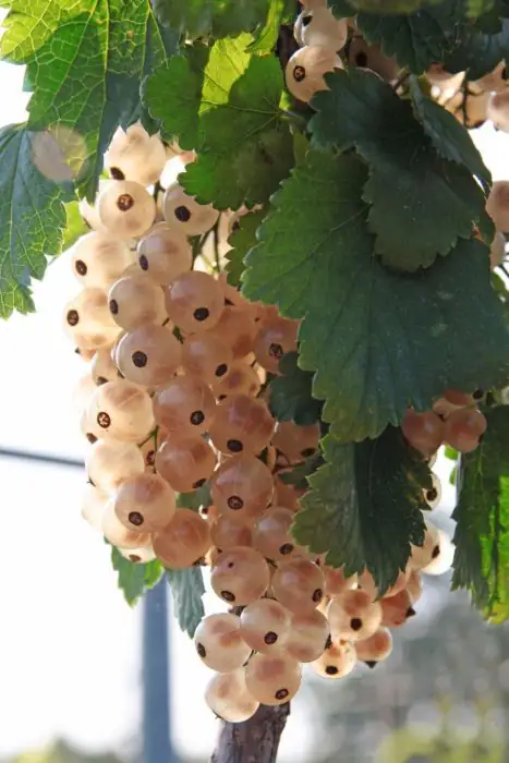 Weiße Johannisbeere 3 L Container