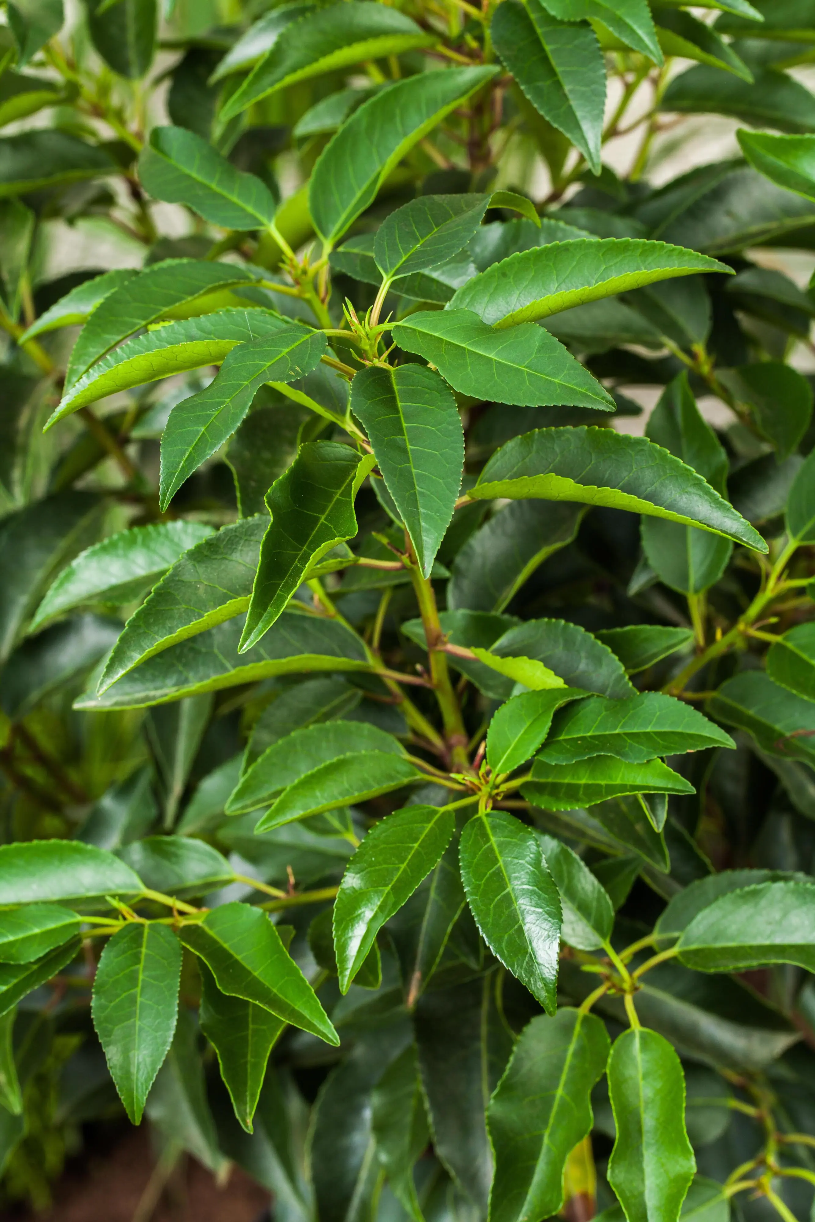 Portugiesische Kirschlorbeer Prunus ang. Lusitanica H 120 - 140 cm, 20 Stück