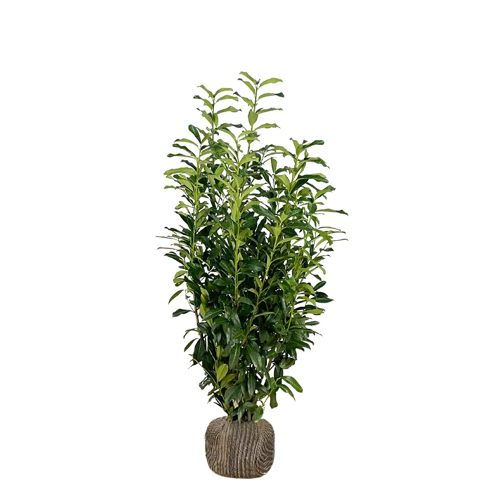Kirschlorbeer Genolia Prunus laur. Genolia H 100 - 125 cm, 20 Stück Kirschlorbeer Genolia Prunus laur. Genolia H 100 - 125 cm, 20 Stück