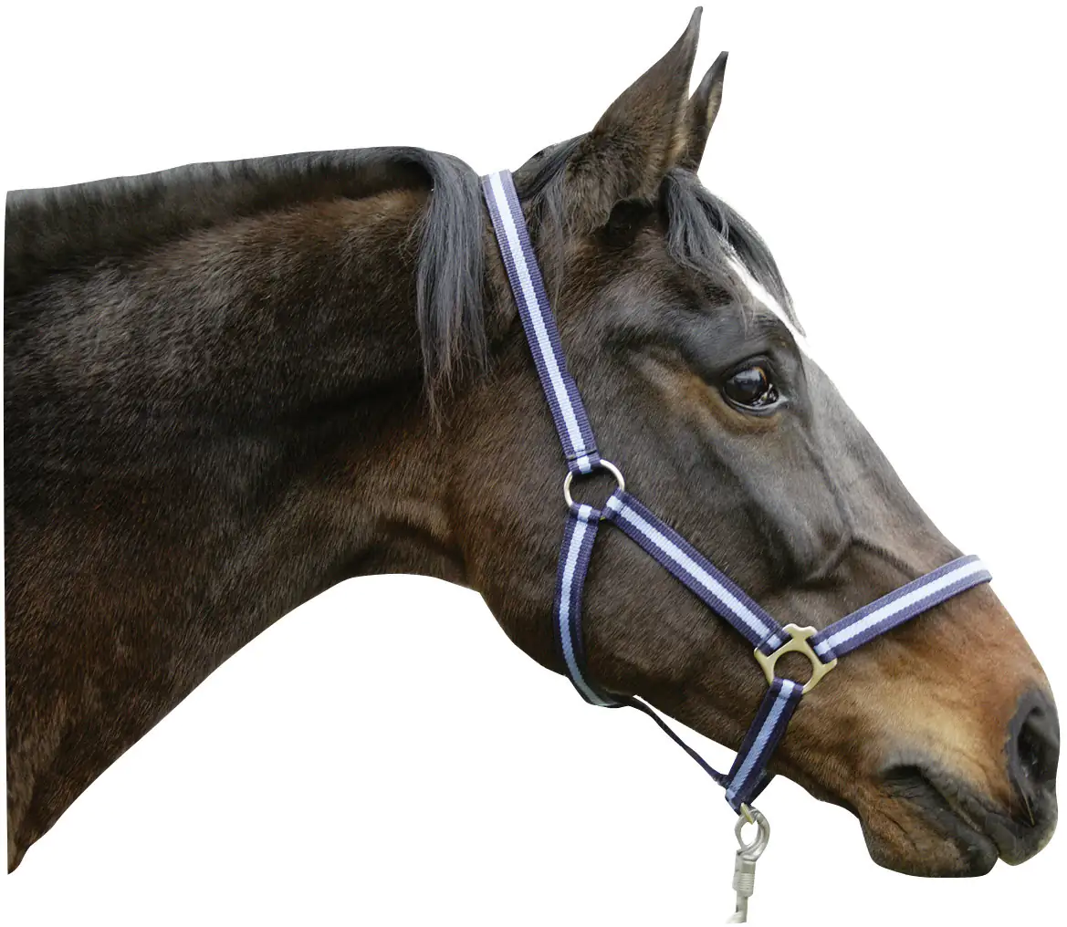 Kerbl Pferde-Halfter Hippo Gr. 1 marine hellblau