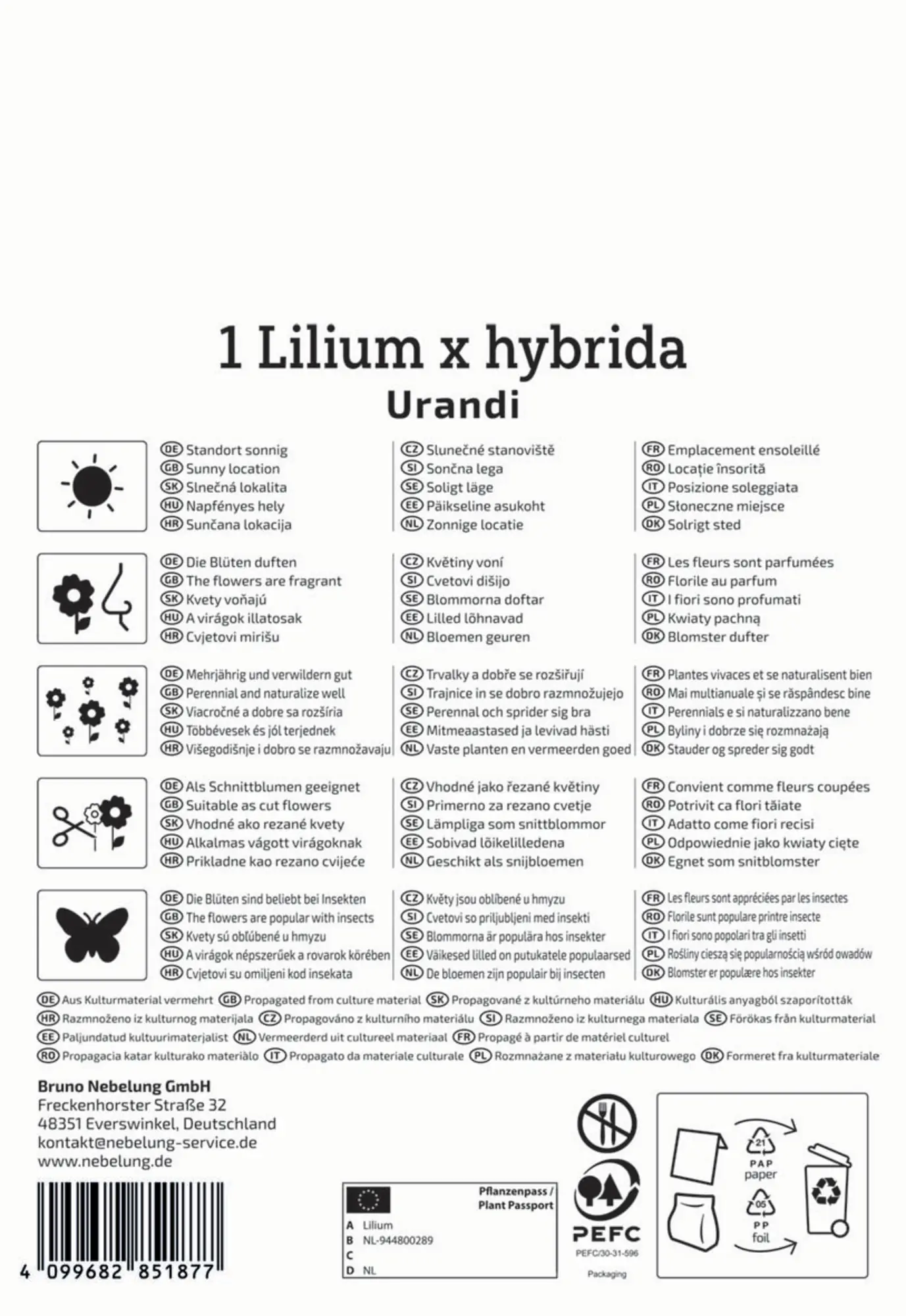 Kiepenkerl Herbstblumenzwiebel Baumlilie Urandi 1 Stück