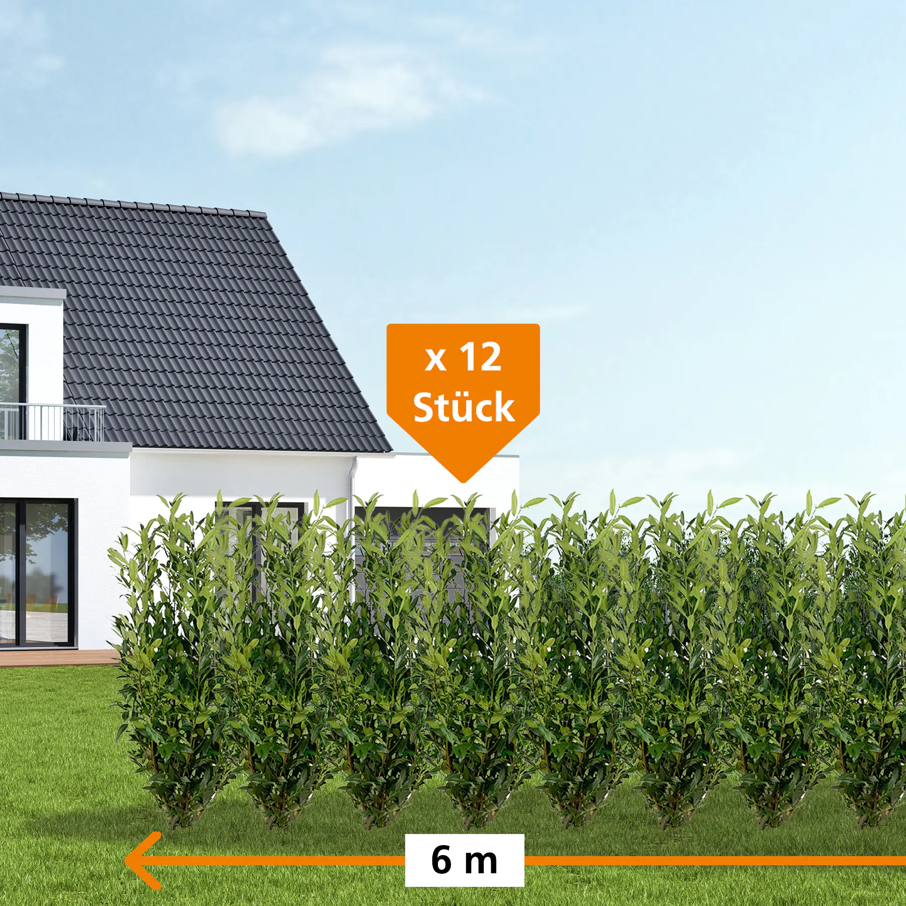 Kirschlorbeer Herbergii Prunus laur. Herbergii H 175 - 200 cm, 12 Stück
