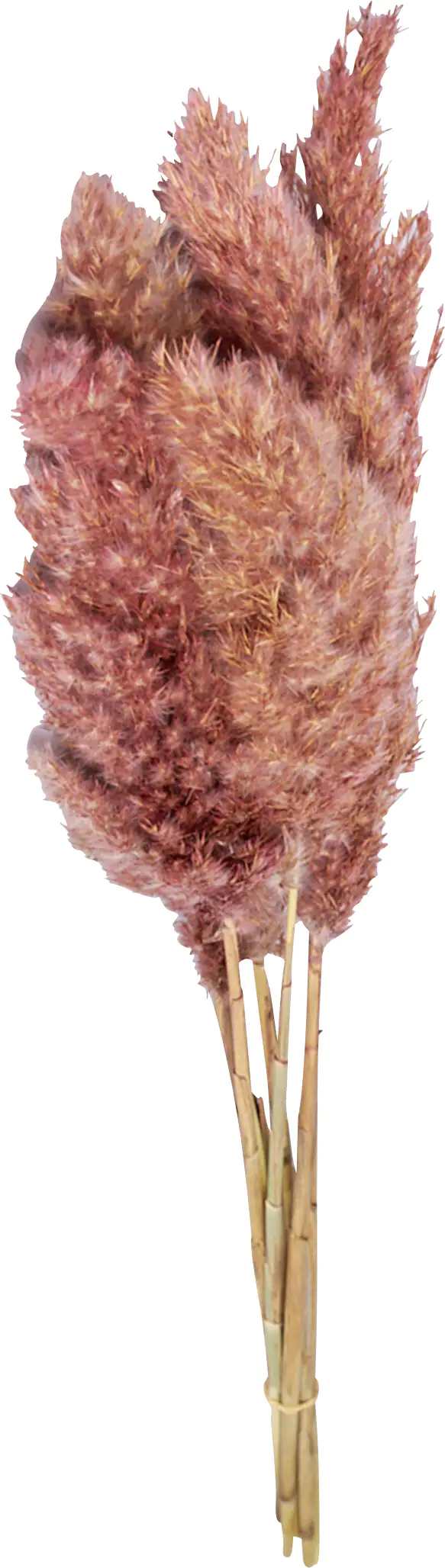 Dijk Schilffahne lang Kyan rosa 110 cm