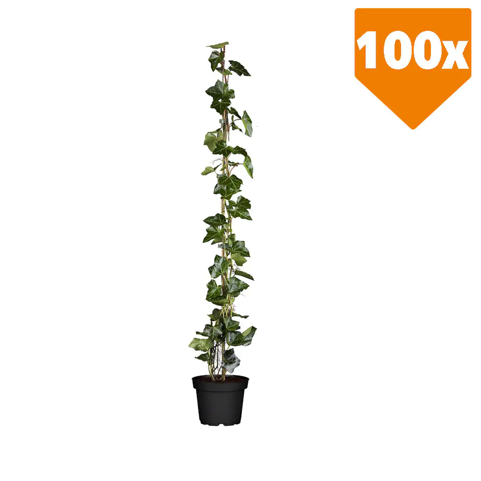 Großblättriger Efeu Hedera helix hibernica H 100 - 120 cm, 100 Stück