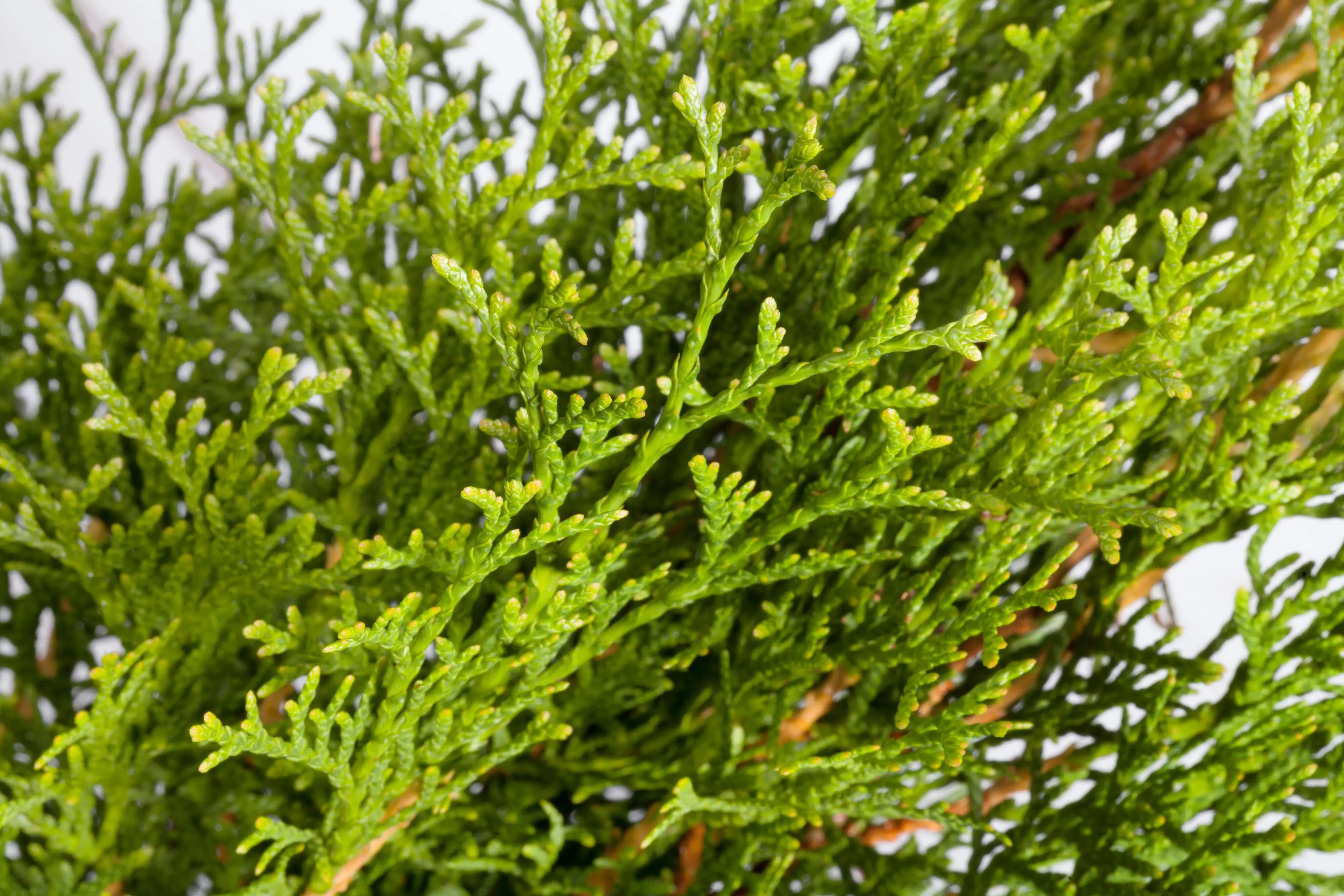 Lebensbaum Thuja occ. Smaragd H 180 - 200 cm, 10 Stück Lebensbaum Thuja occ. Smaragd H 180 - 200 cm, 10 Stück