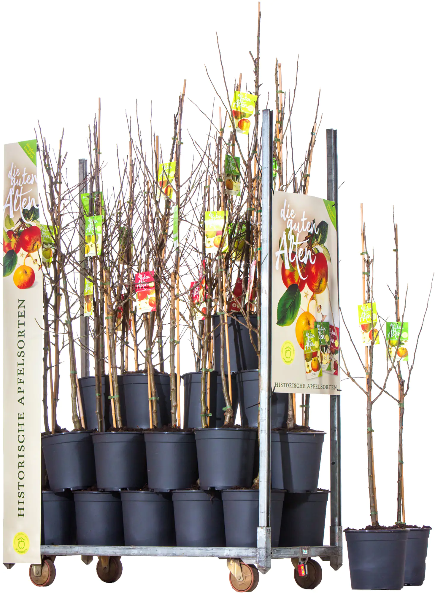 Apfelbaum in Sorten 10 L Container