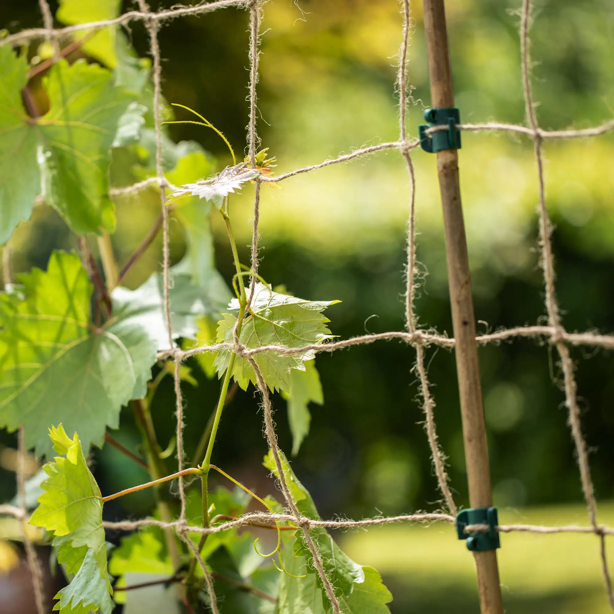 Windhager Jute Ranknetz 180 x 250 cm