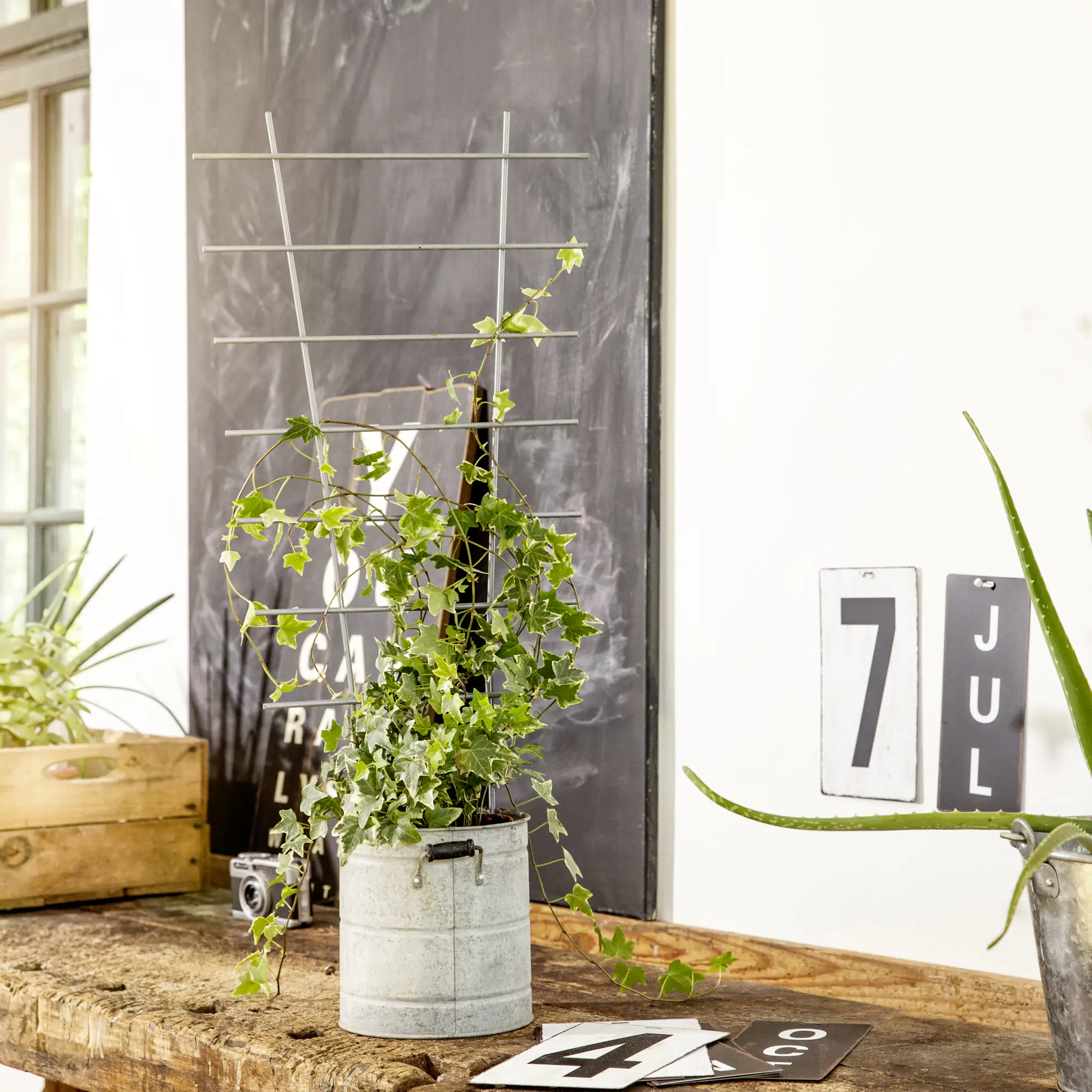 Windhager Blumenstütze 77x34cm 77 x 34 cm