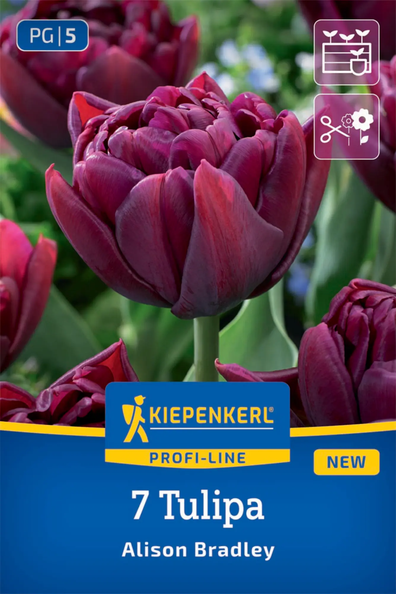 Kiepenkerl Herbstblumenzwiebel Tulpen Alison Bradley 7 Stück