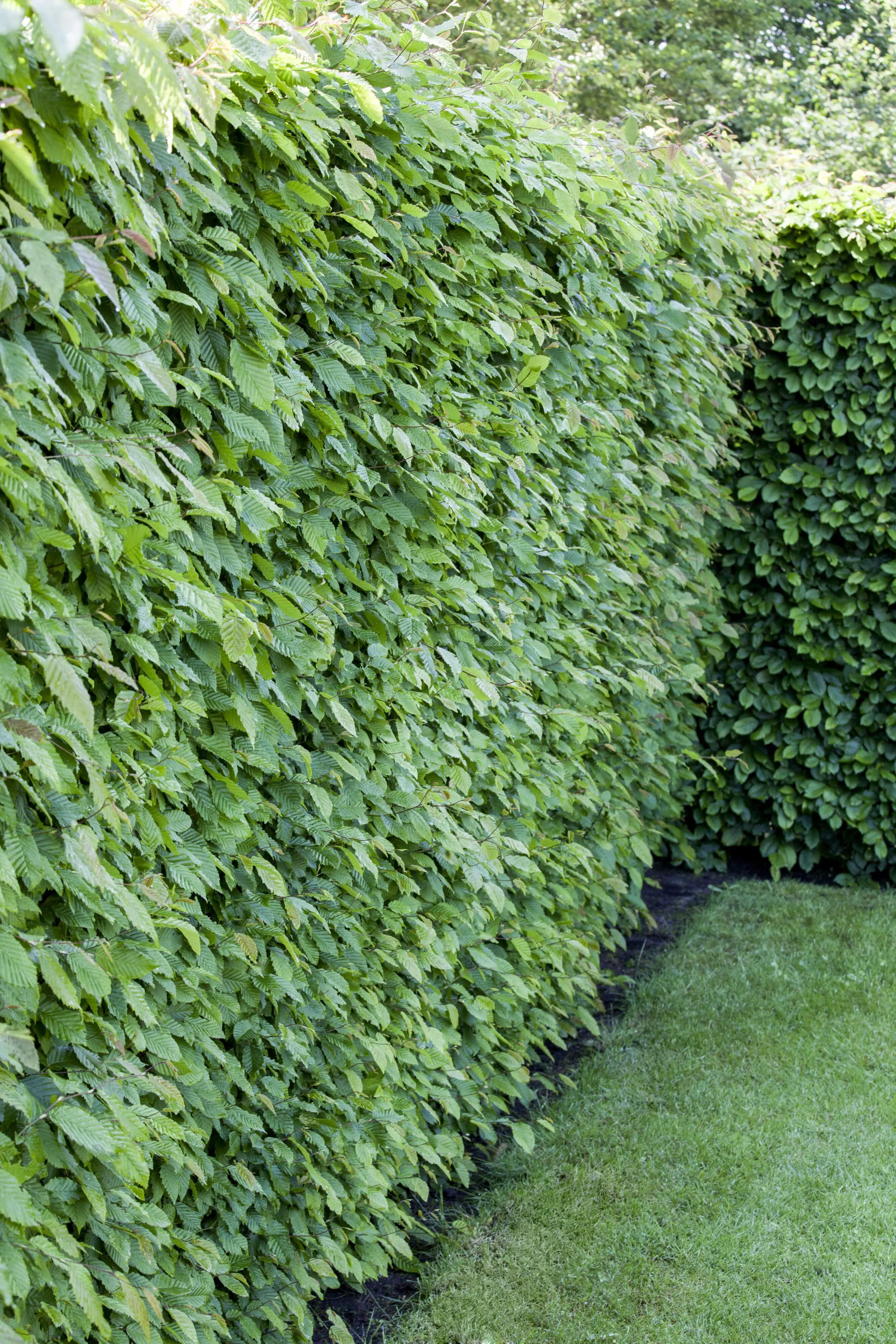 Hainbuche Carpinus betulus H 150 - 175 cm, 40 Stück