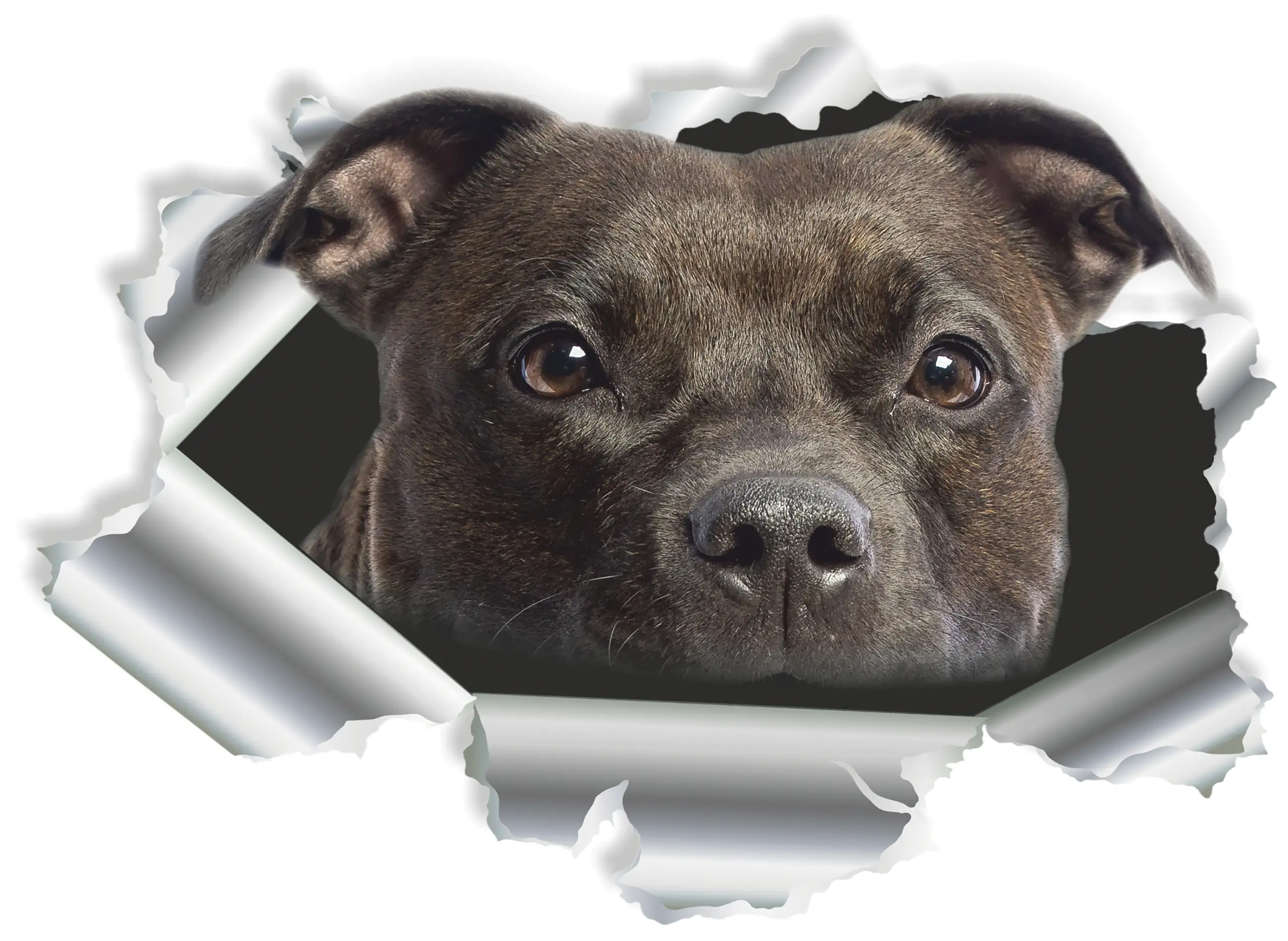 Hermann Schütz Aufkleber Einschussloch Pitbull