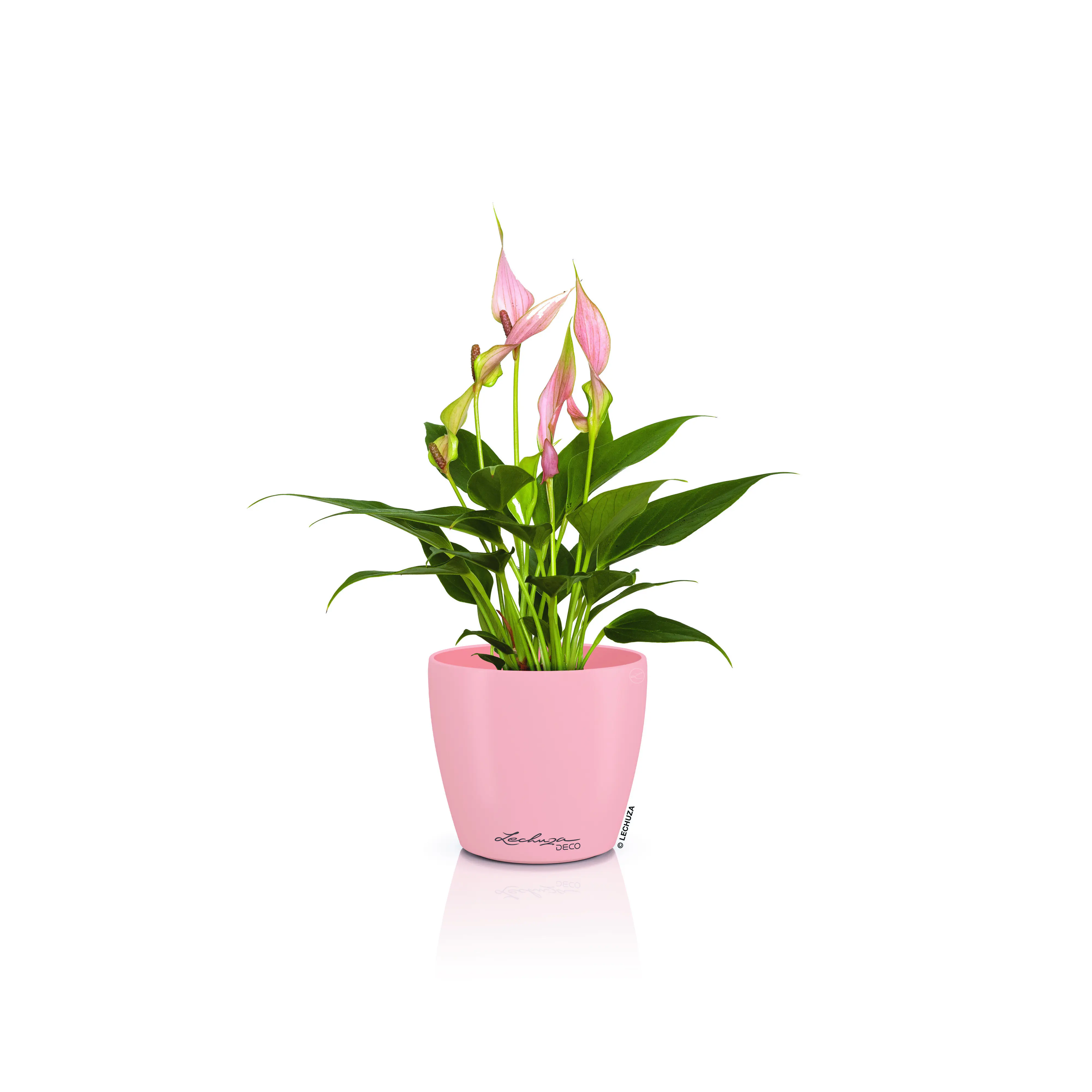 Lechuza Pflanztopf Deco 14 Ø 15,2 x 13,7 cm magnolie