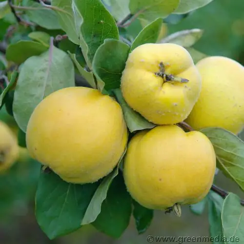 Apfelquittenbaum 7,5 L Container