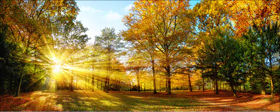 Deco-Glas Bild - Herbstwald 125 x 50 cm