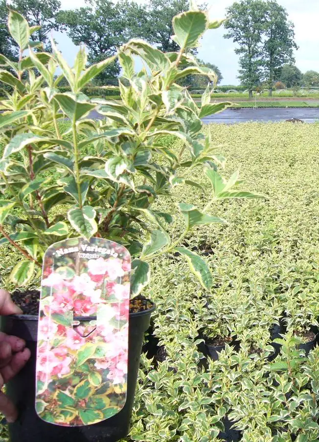 Buntblättrige Weigelie 3 l Container