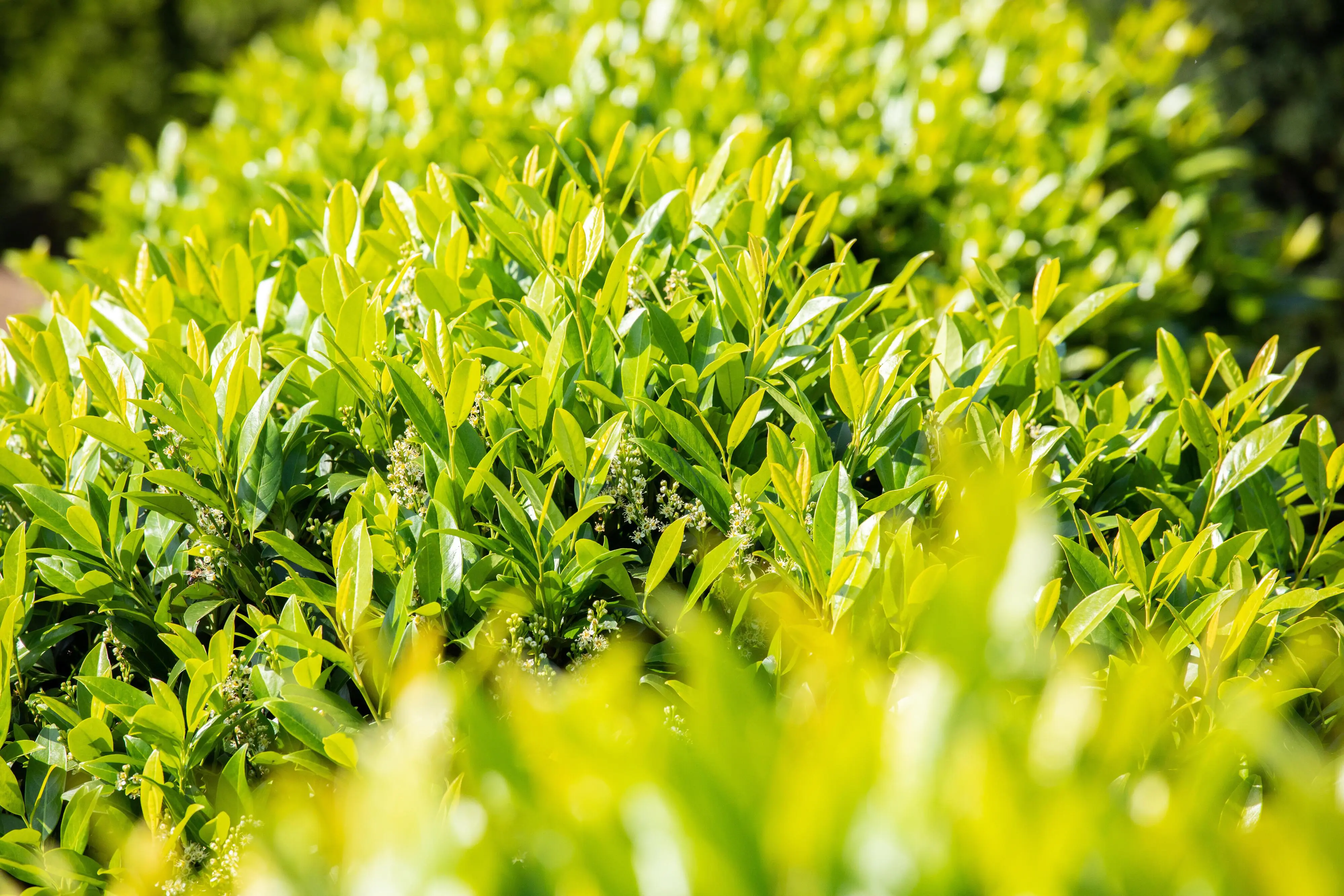 Kirschlorbeer Caucasica Prunus laur. Caucasica H 125 - 150 cm, 20 Stück