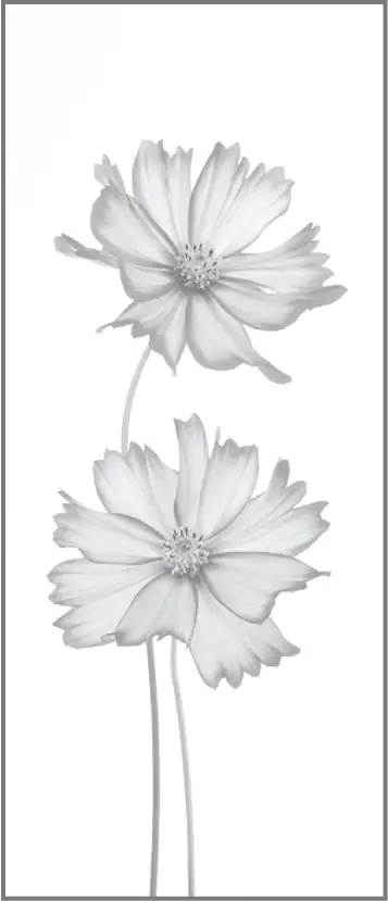 Ambiente Glaszaun Dekor 93 51,5 x 120 cm gehärtetes 8 mm Glas