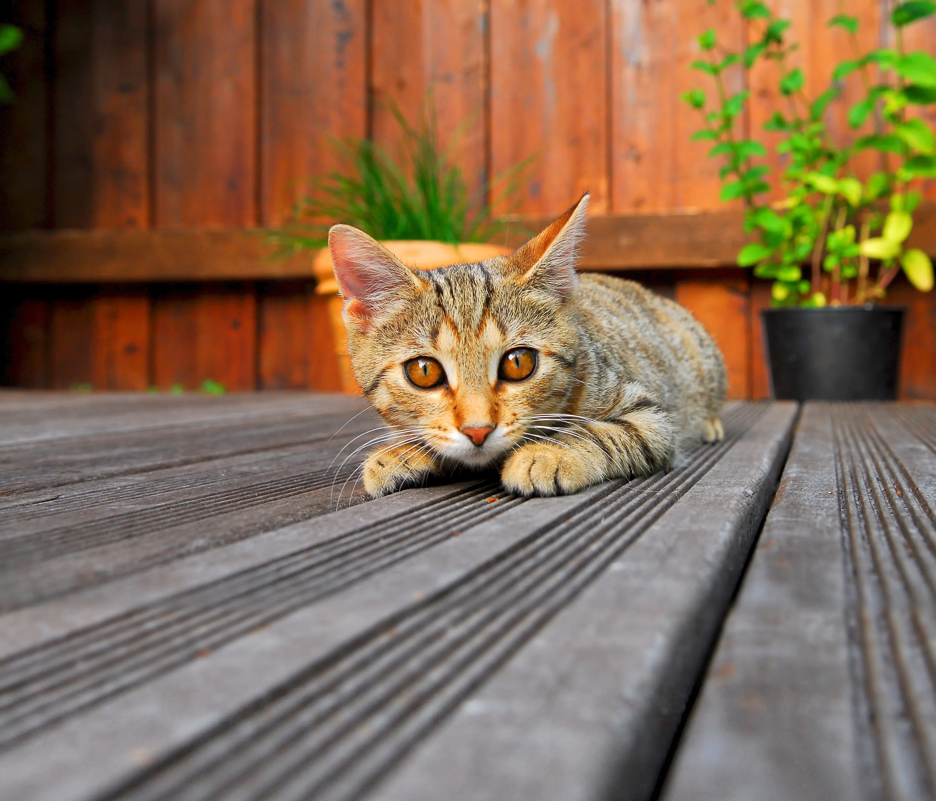 Rettenmeier Terrassendiele KDI grau 250 x 14,5 x 2,8 cm