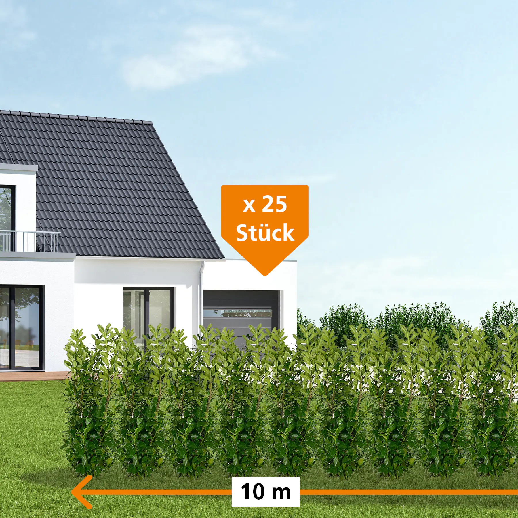 Kirschlorbeer Rotundifolia Prunus laur. Rotundifolia H 80 - 100 cm, 25 Stück