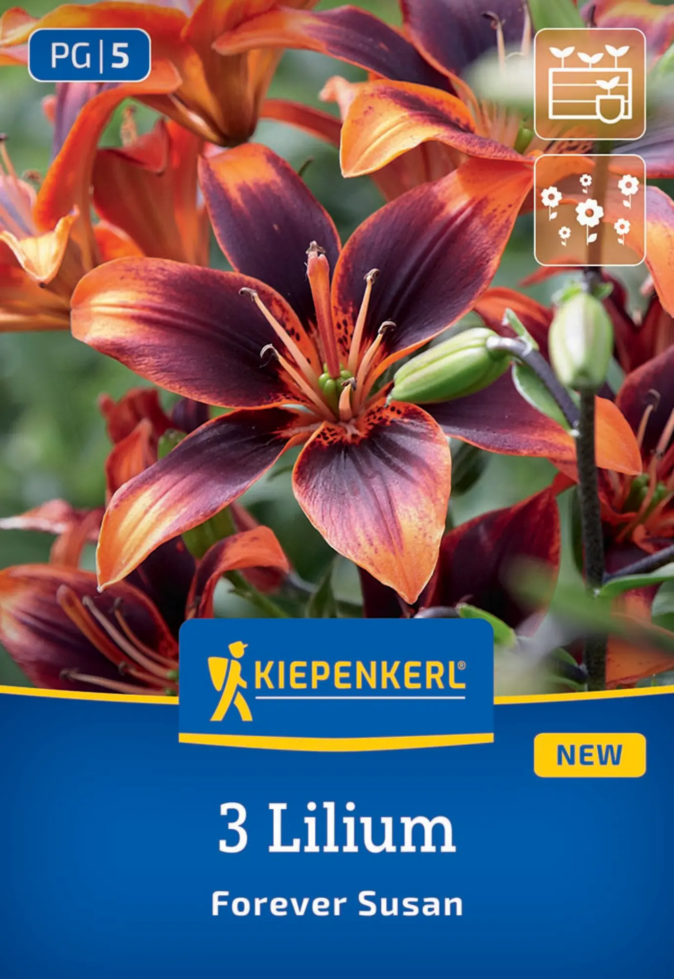Kiepenkerl Frühjahrsblumenzwiebel Asiatische Lilie Forever Susan 3 Stück