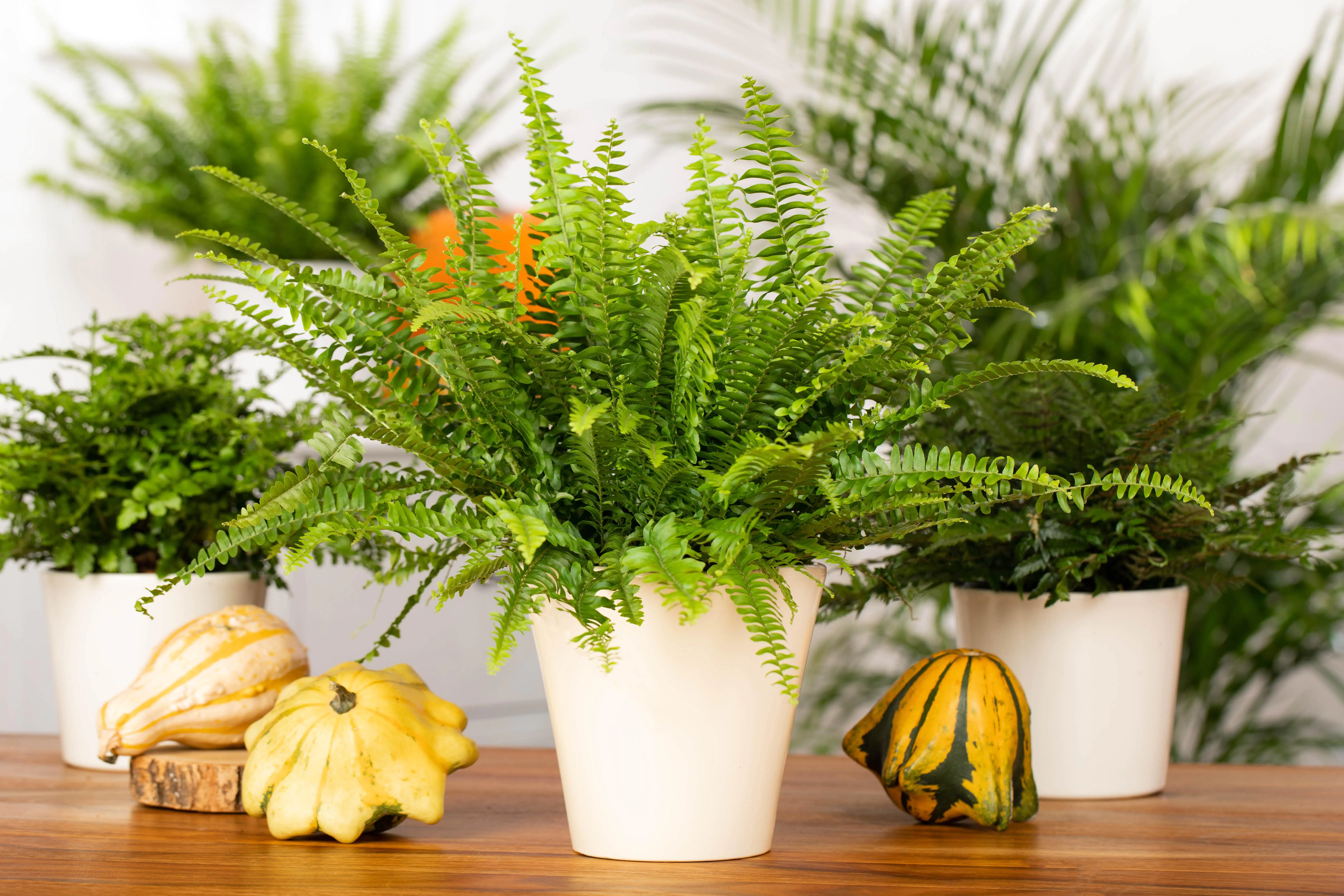 Schwertfarn Nephrolepis exaltata Green Lady H ca. 60 cm 17 cm Topf