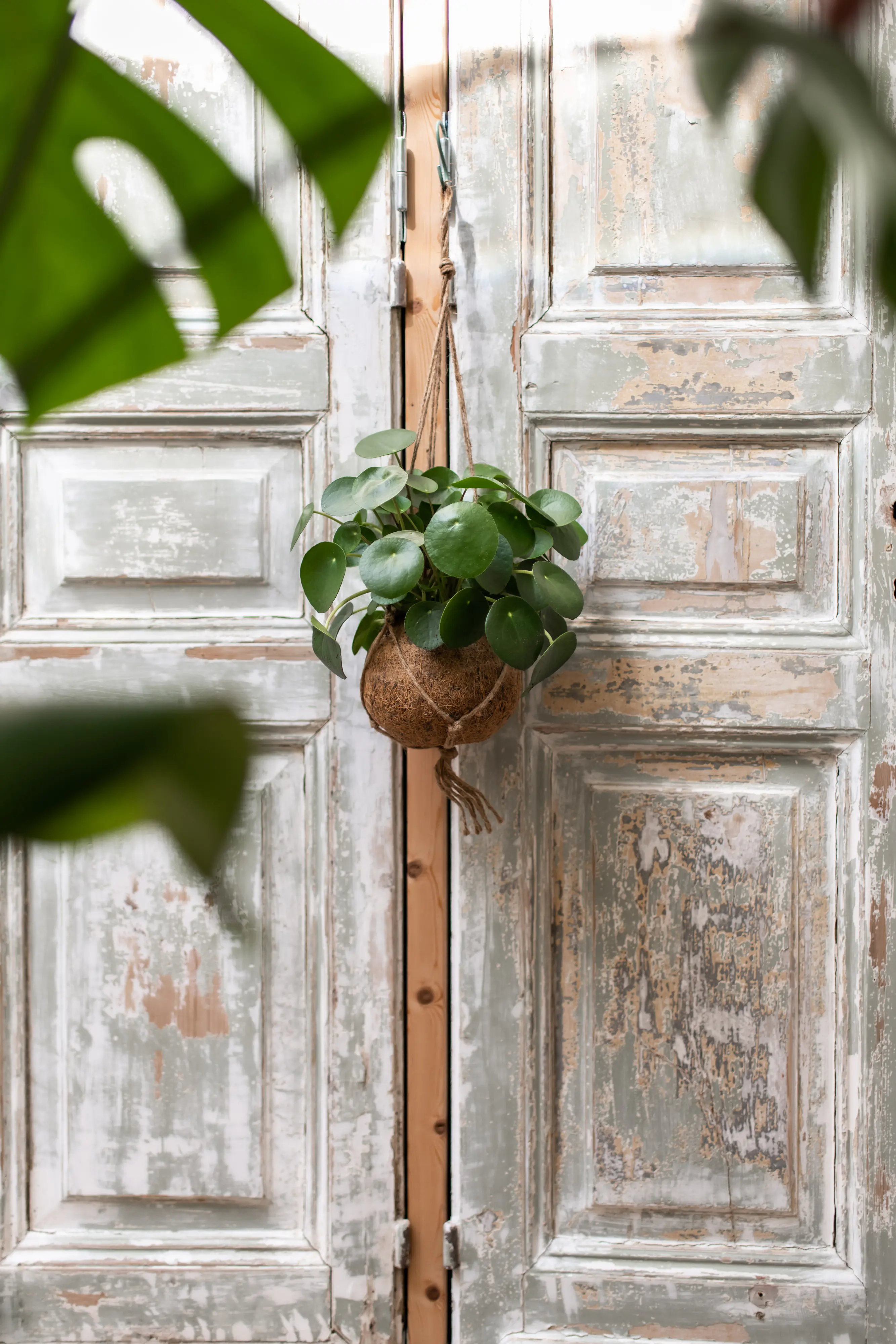 Hängeampel Kokodama Kokosfasern 20 x 17 cm braun