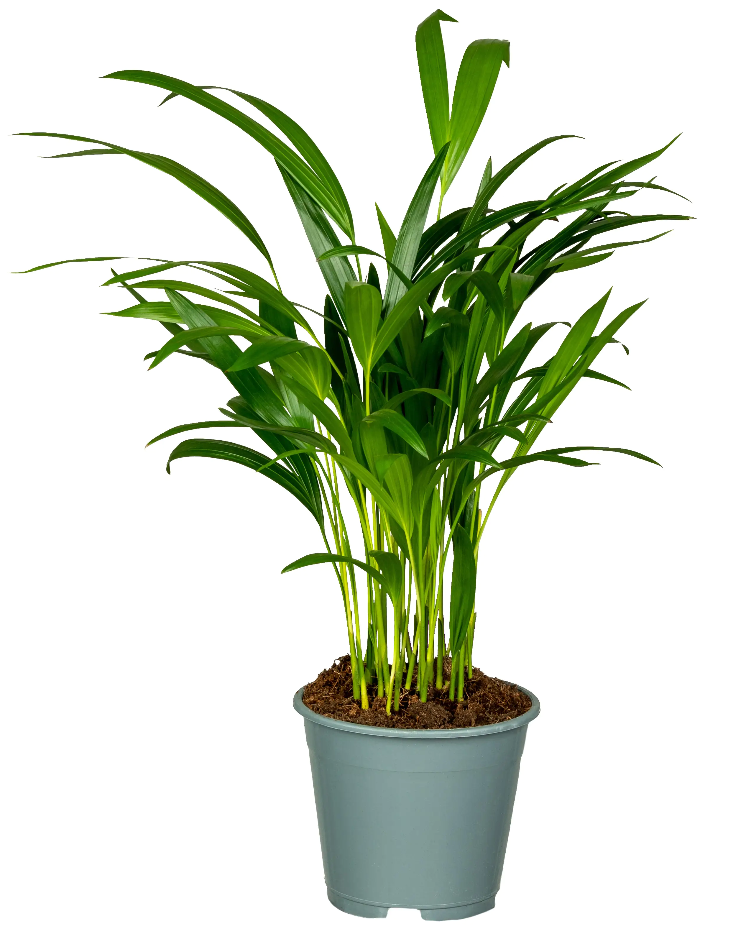 8717432027674 Dypsis Lutescens Goldfruchtpalme 60 cm 14 cm Topf