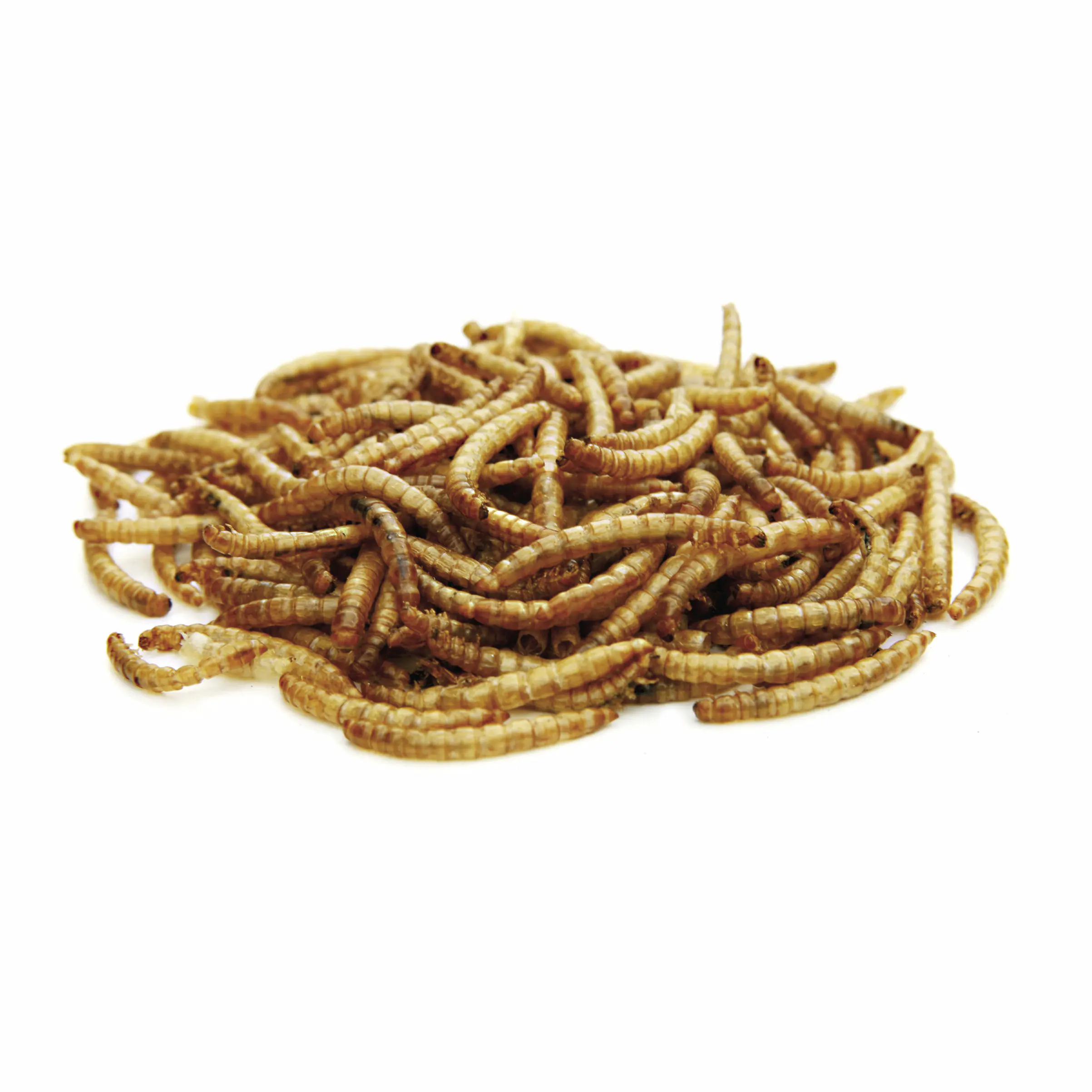 Mehlwürmer 50 g