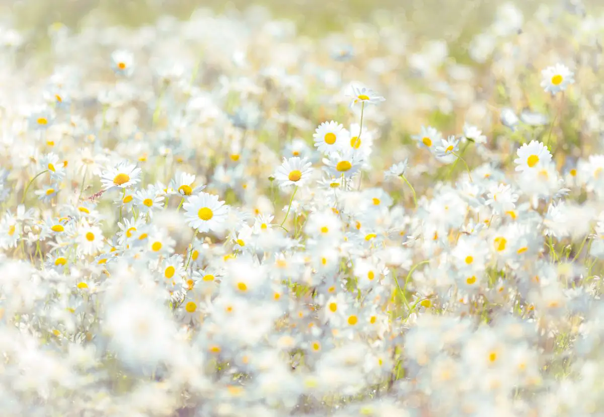4036834089948 Komar Fototapete Daisies 368 x 254 cm