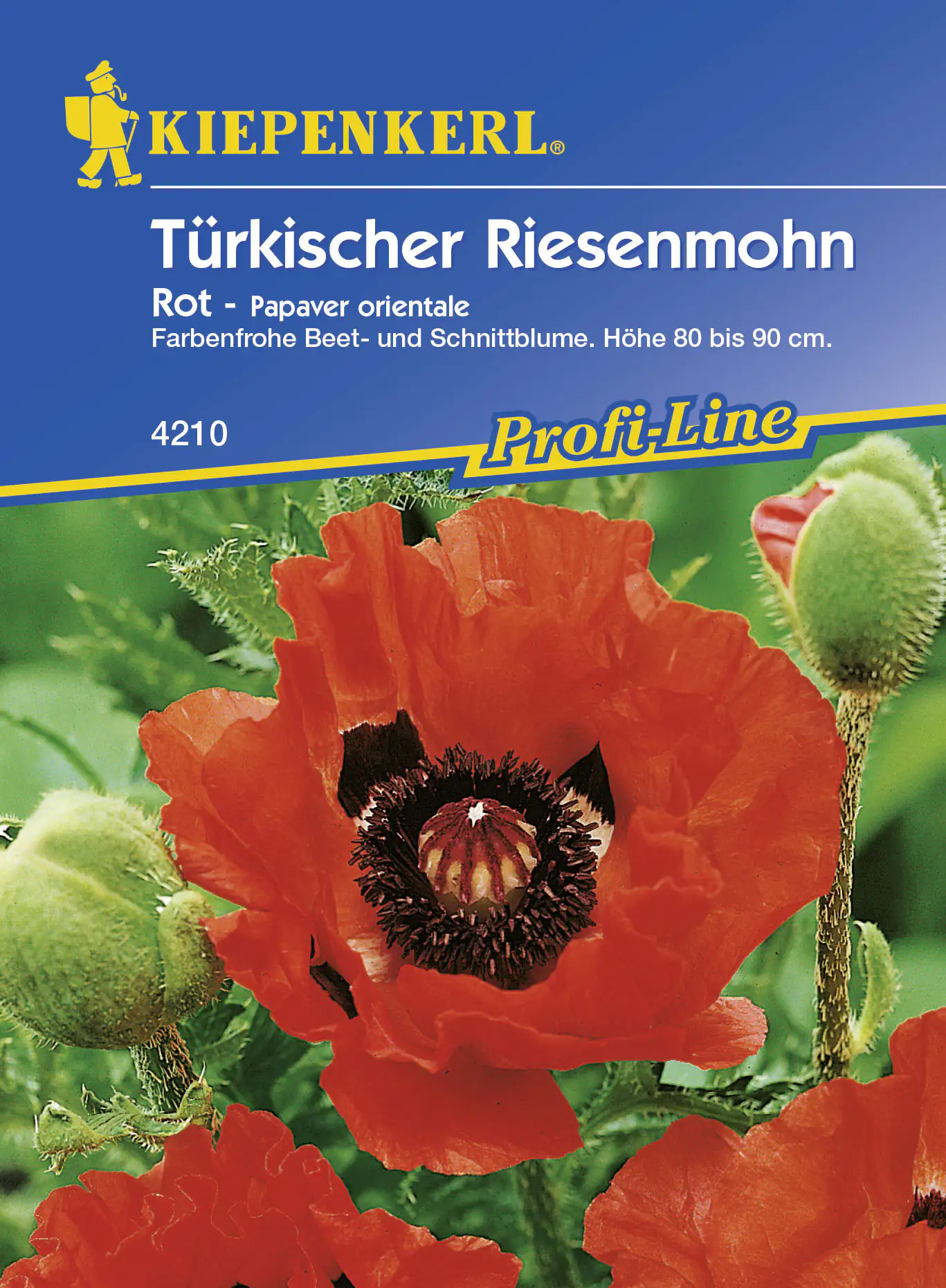 Kiepenkerl Türkischer Riesemohn Olympiafeuer Papaver orientale, Inhalt: ca. 25 Pflanzen