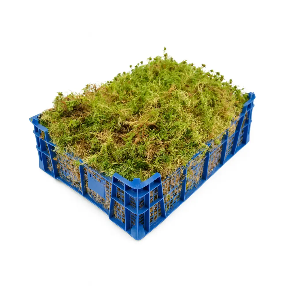 Lebendes Sphagnum-Moos für Orchideen, Karnivoren und Terraristik