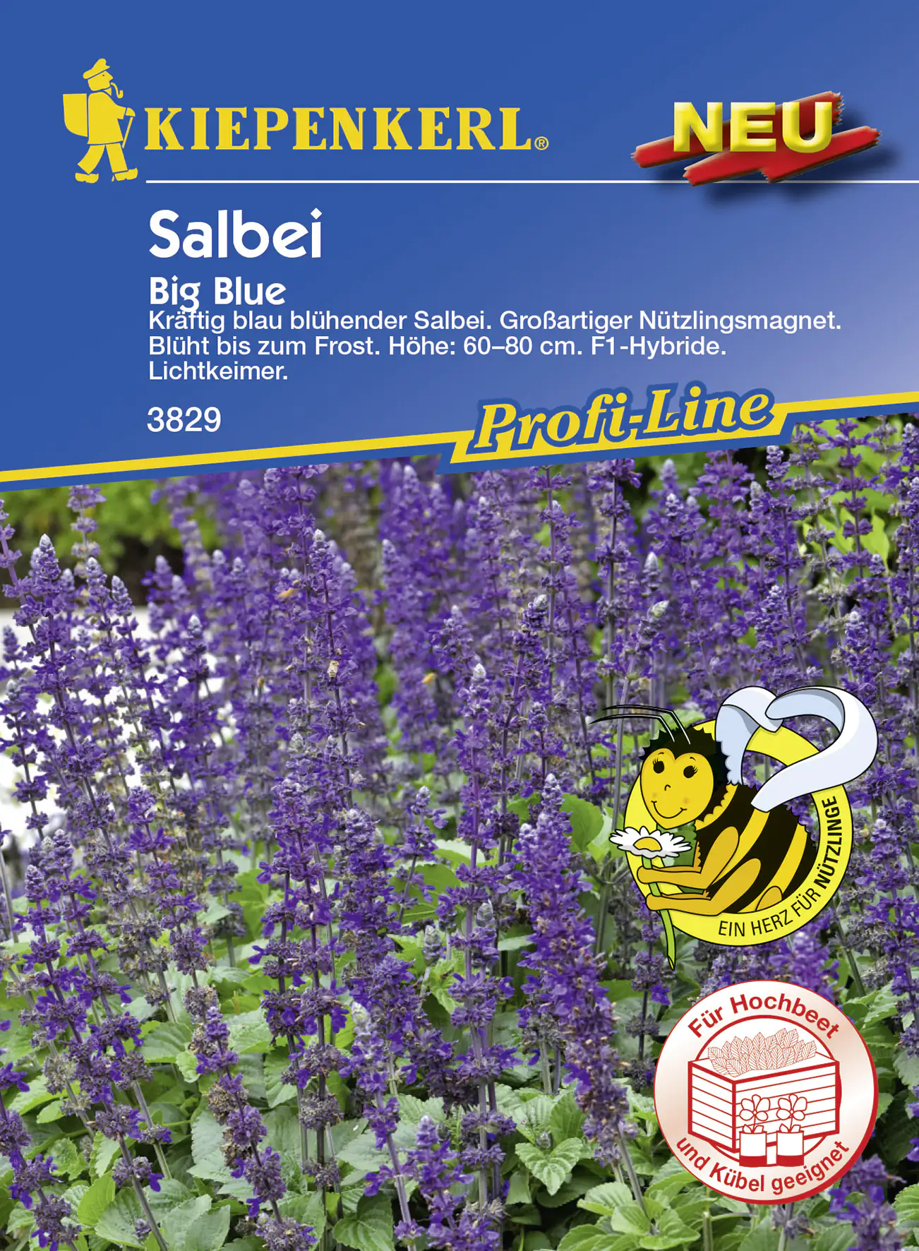 Kiepenkerl Salvia Big Blue Salvia longispicata x farinacea, Inhalt: 8 Korn