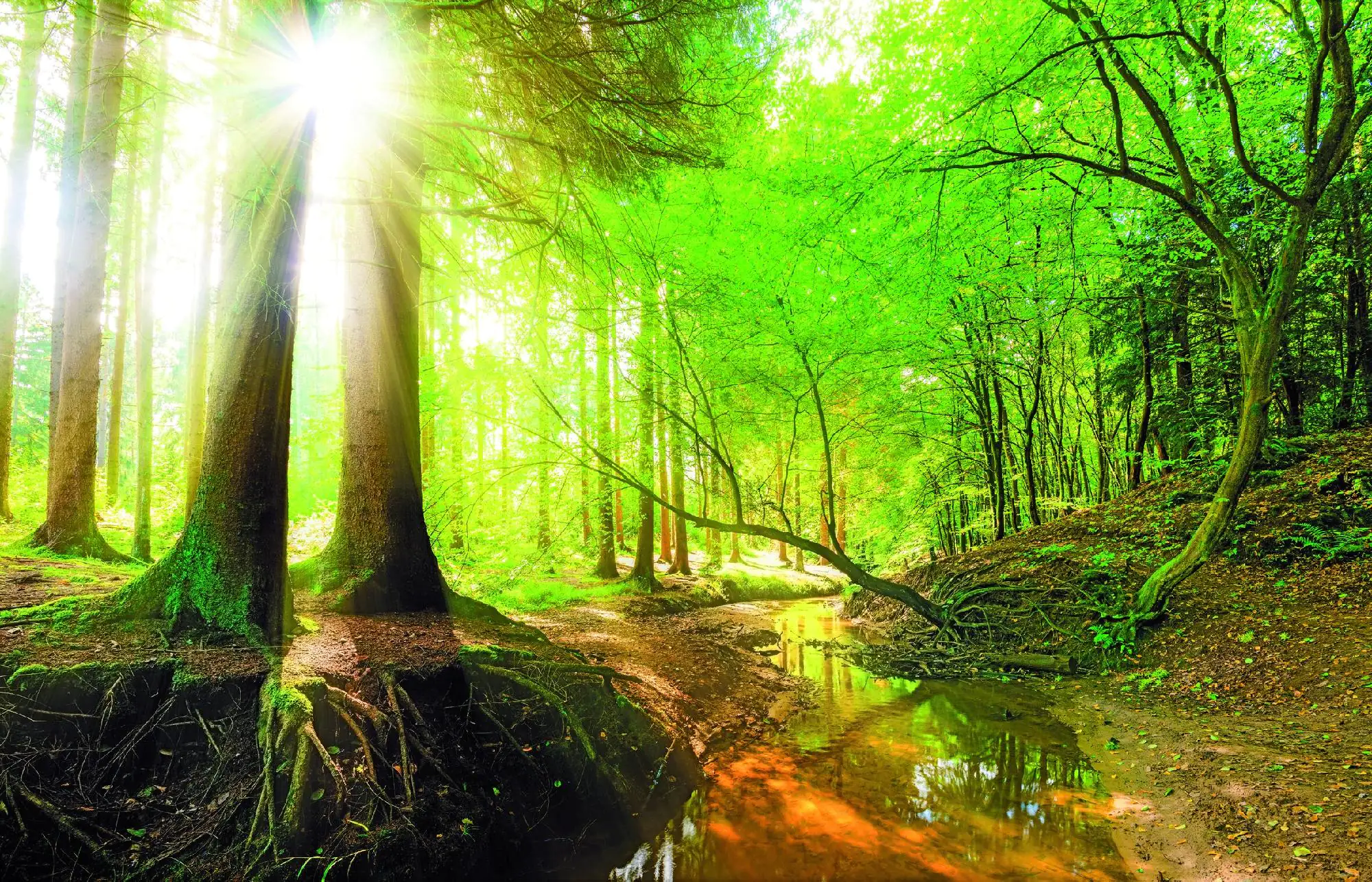 Deco-Block Bild - Kühler Wald 90 x 58 cm Deco-Block Bild - Kühler Wald 90 x 58 cm