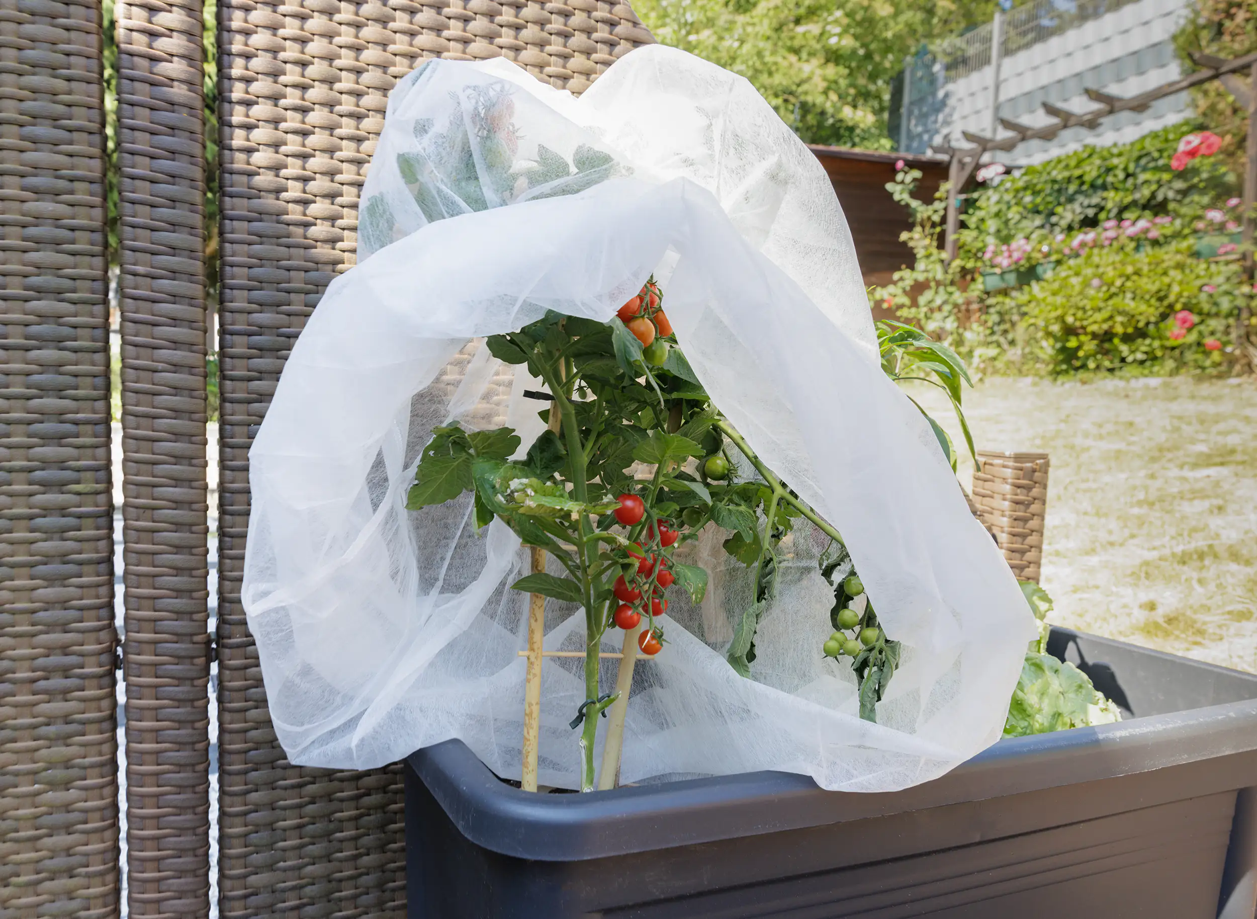 TrendLine Tomatenvlies 0,8 x 5 m