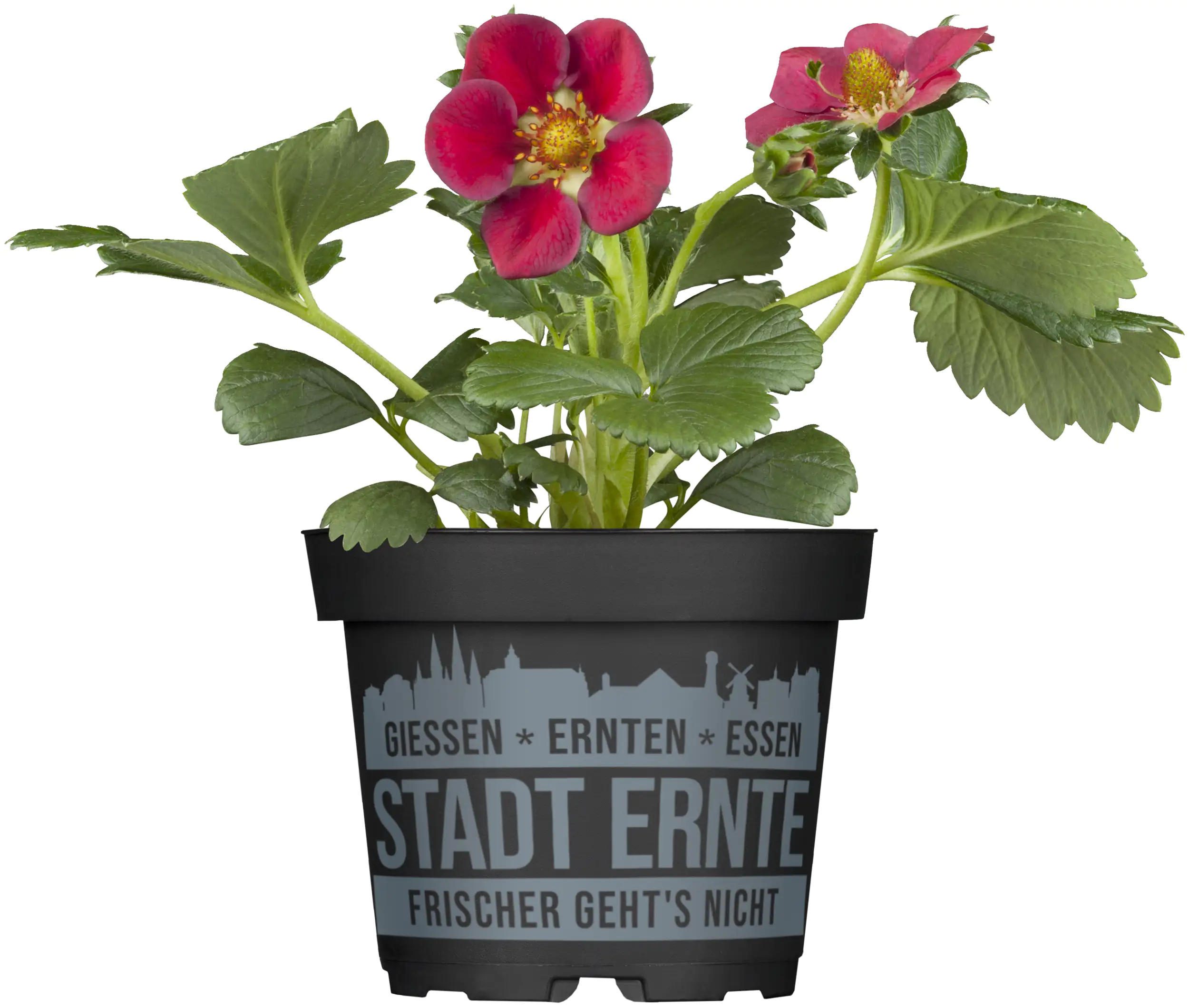 Erdbeere Delirose Stadt Ernte H ca 20 cm 17 cm Topf