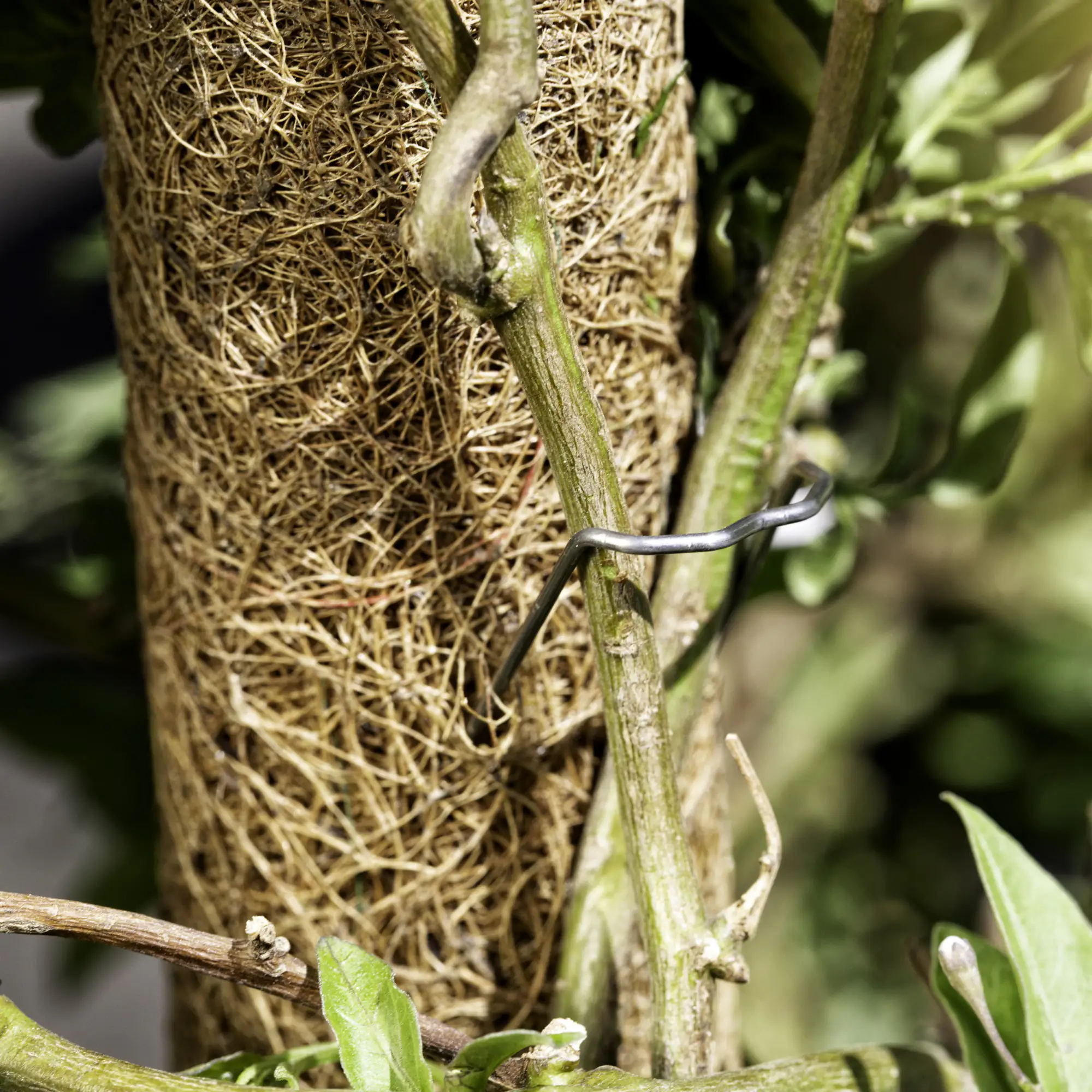 Windhager Pflanzenstecker 50 Stück