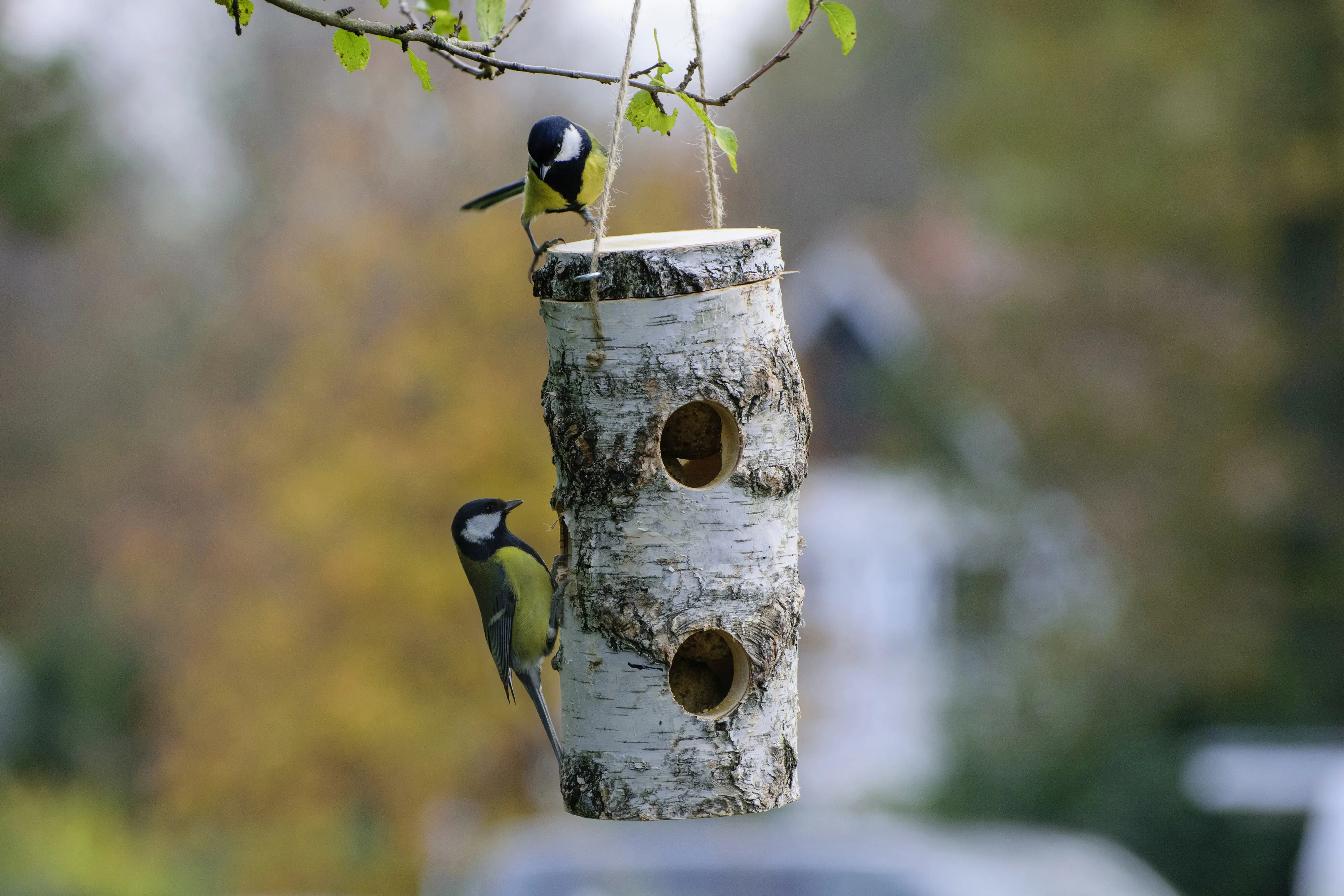 Dobar Meisenknödelhalter aus naturbelassener Birke Dobar Meisenknödelhalter aus naturbelassener Birke