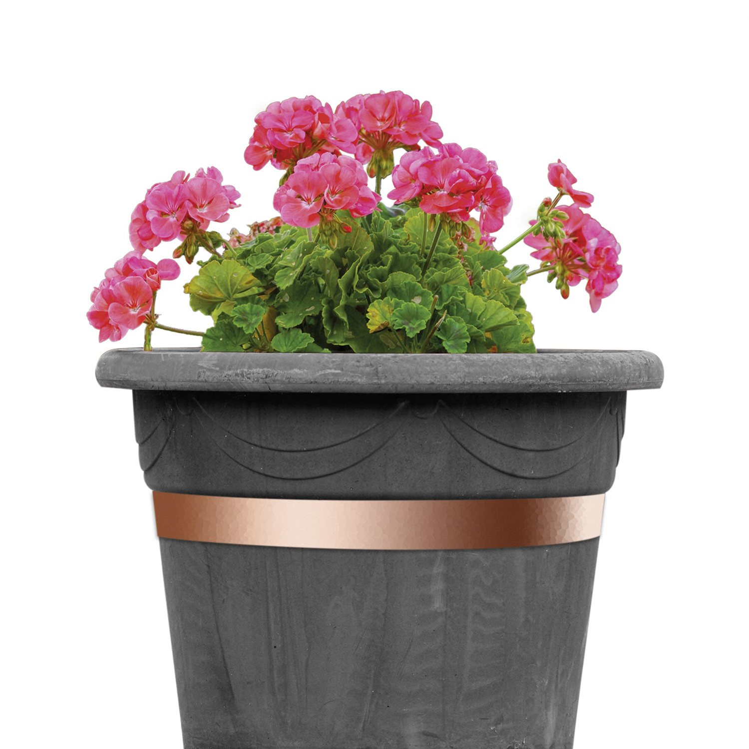 Bellissa Schneckenband 500 x 3 cm